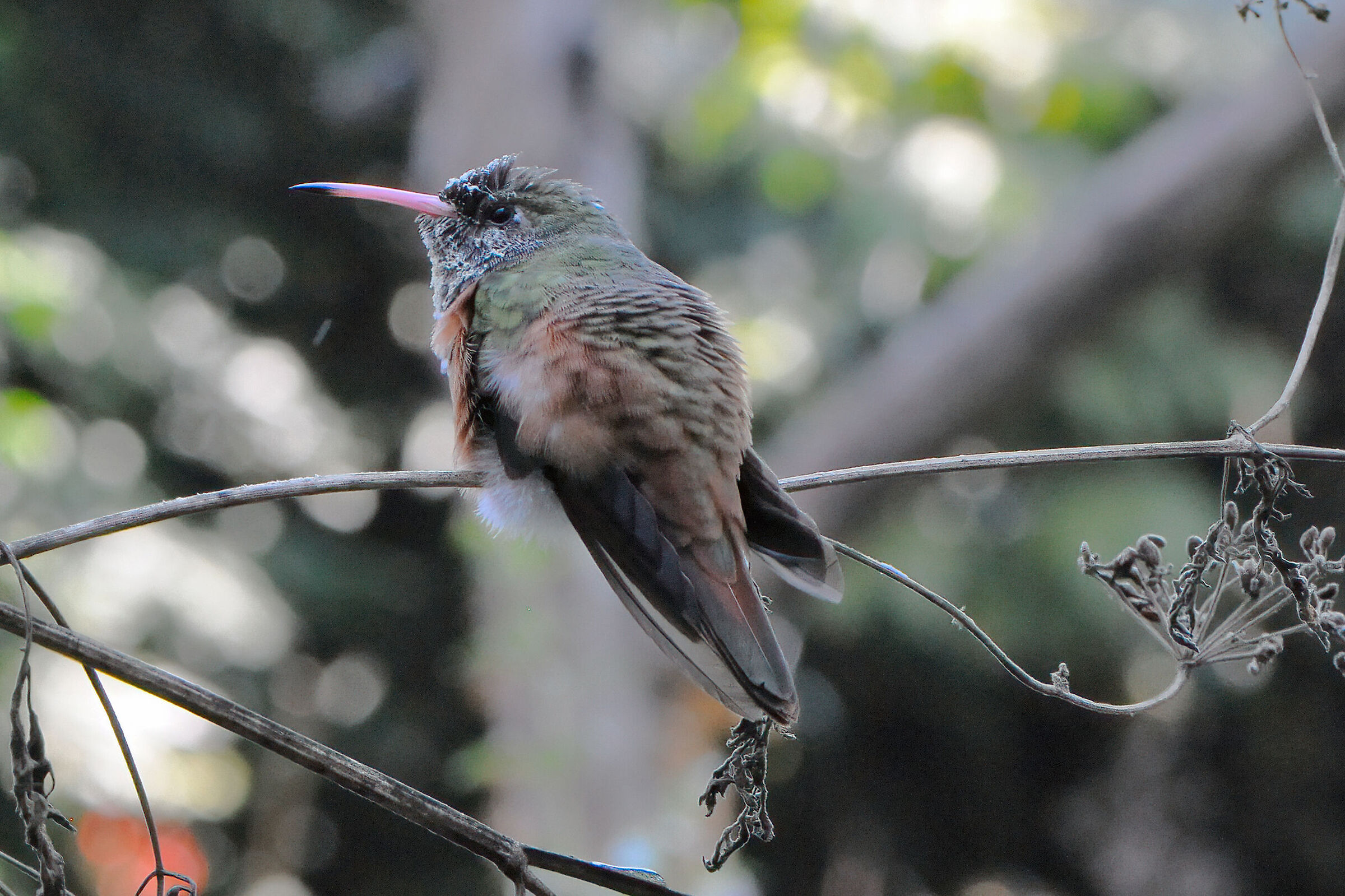Hummingbird of Amazilia
