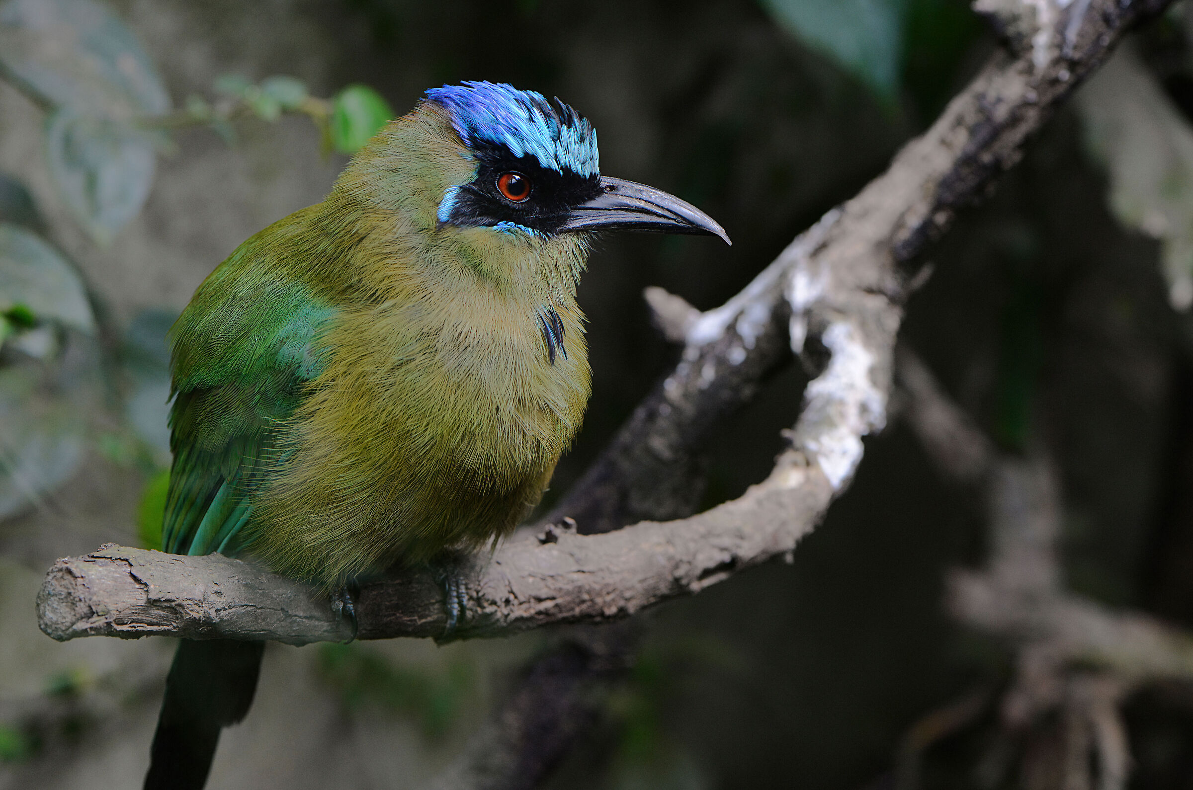 Capoblù motmot