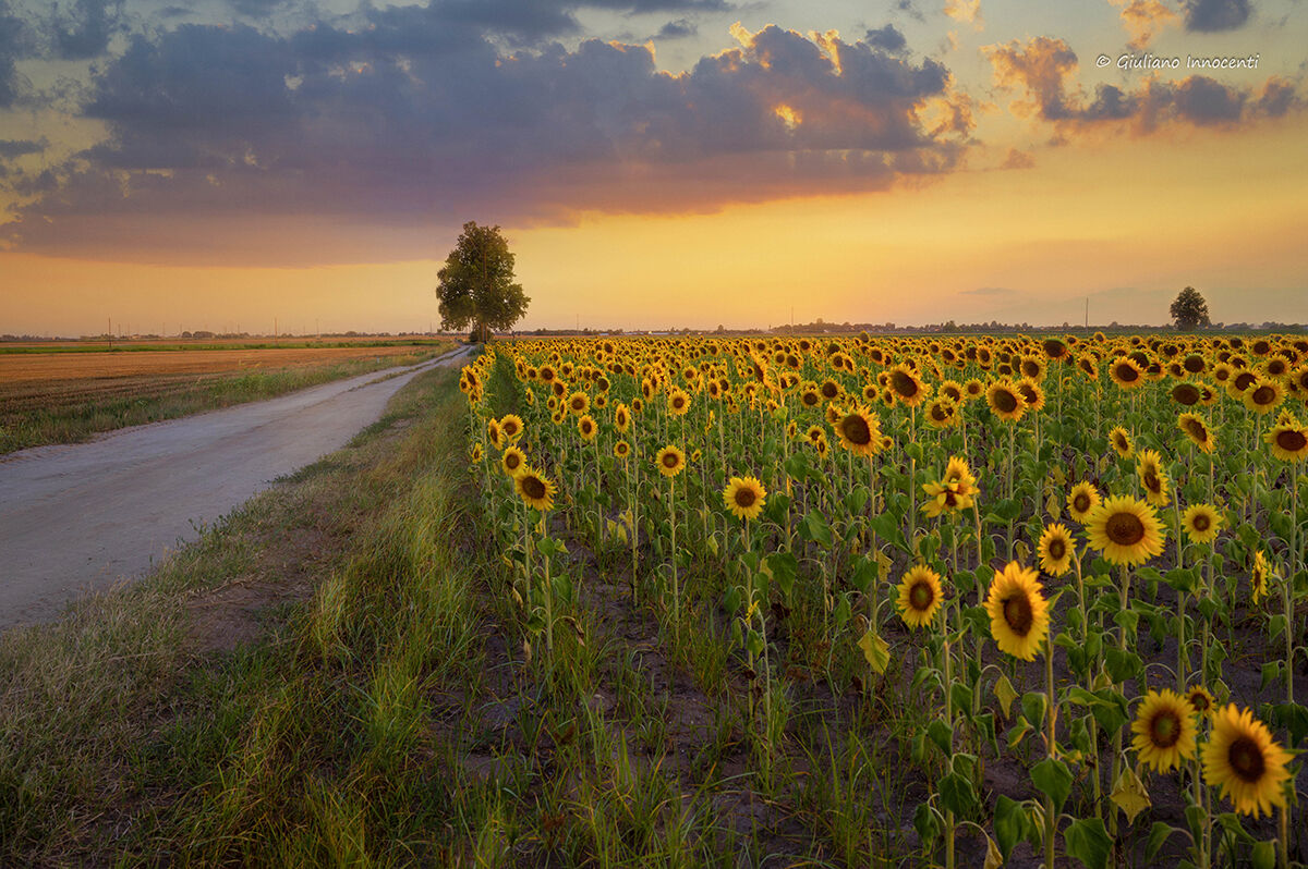 memories of a warm summer evening