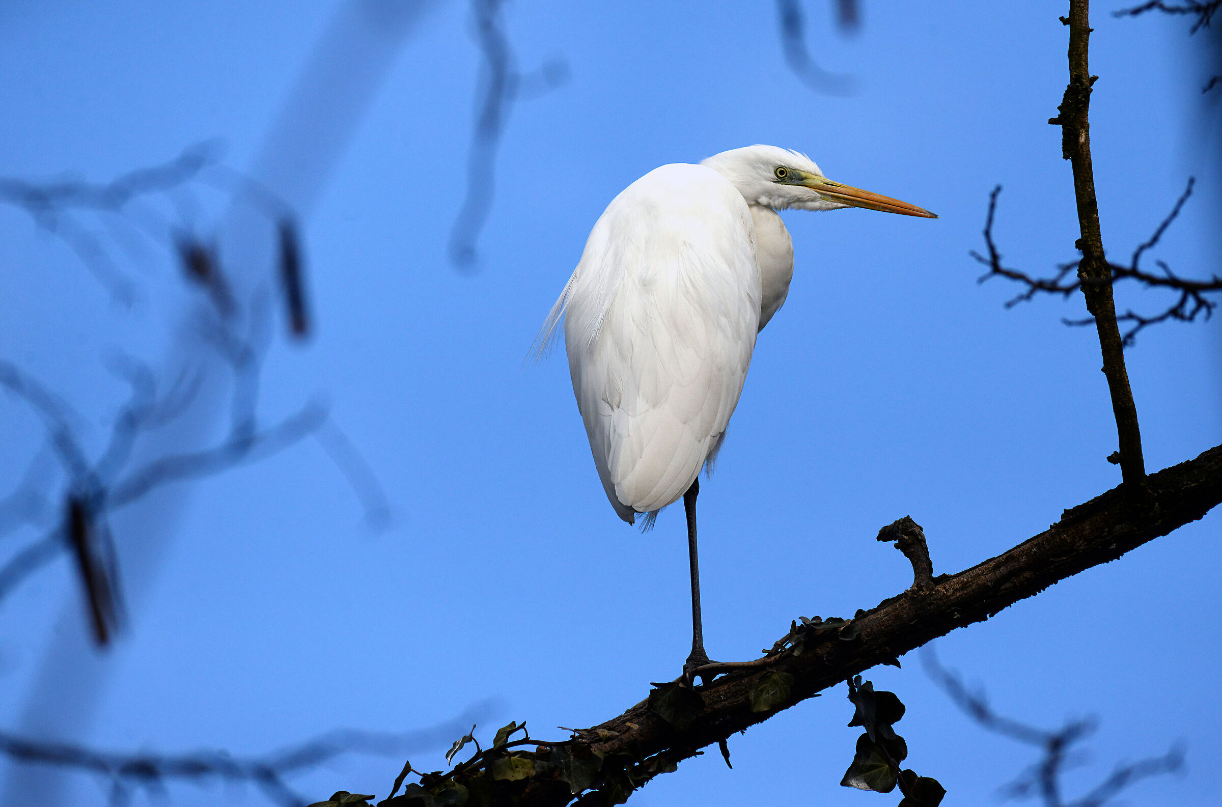 White heron