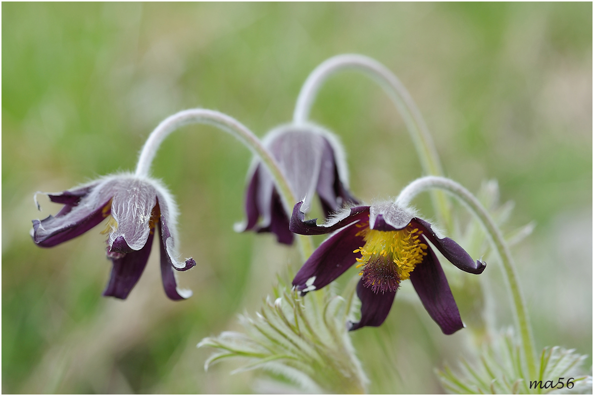 Pulsatilla alpina