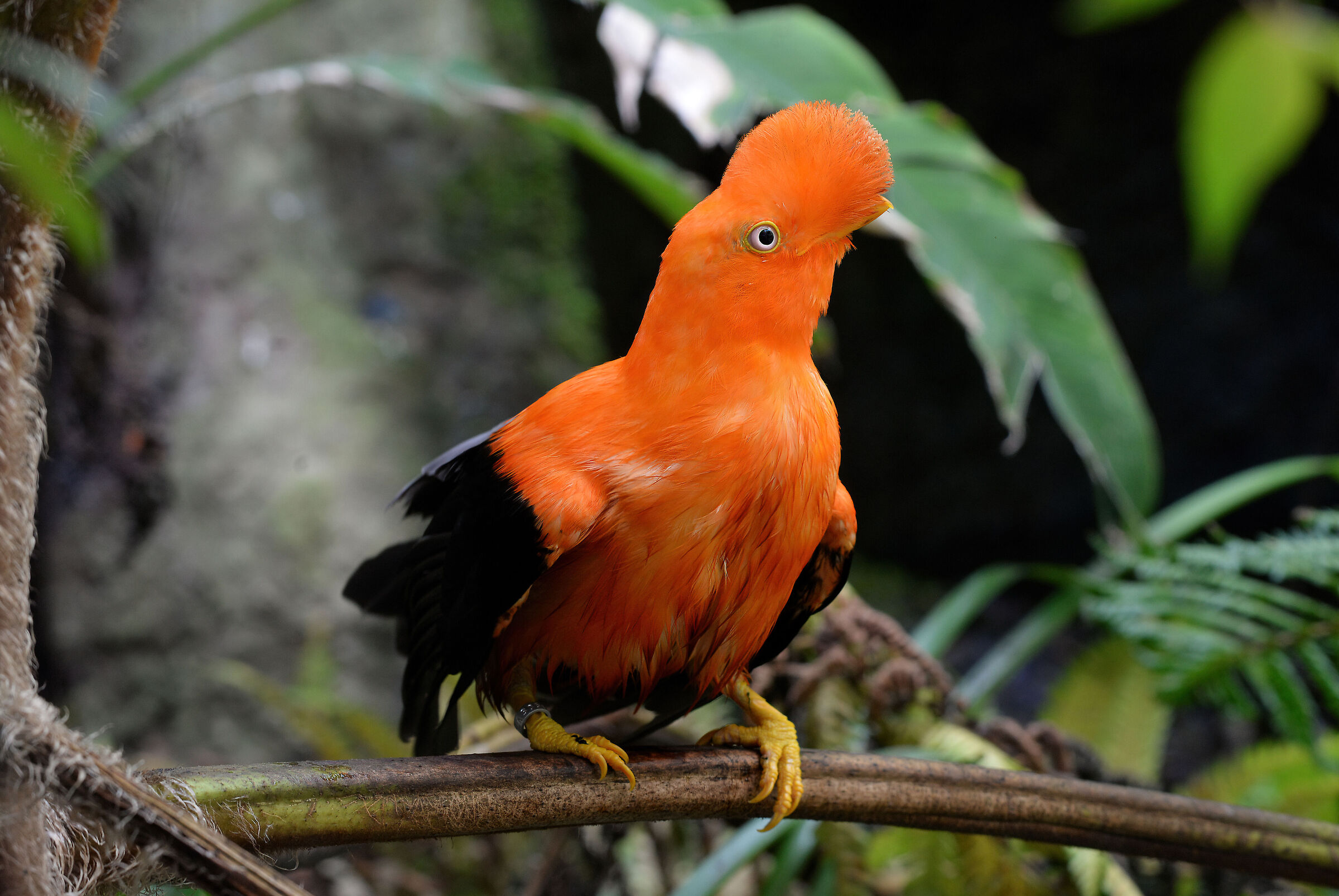 Rock cockerel of the Andes