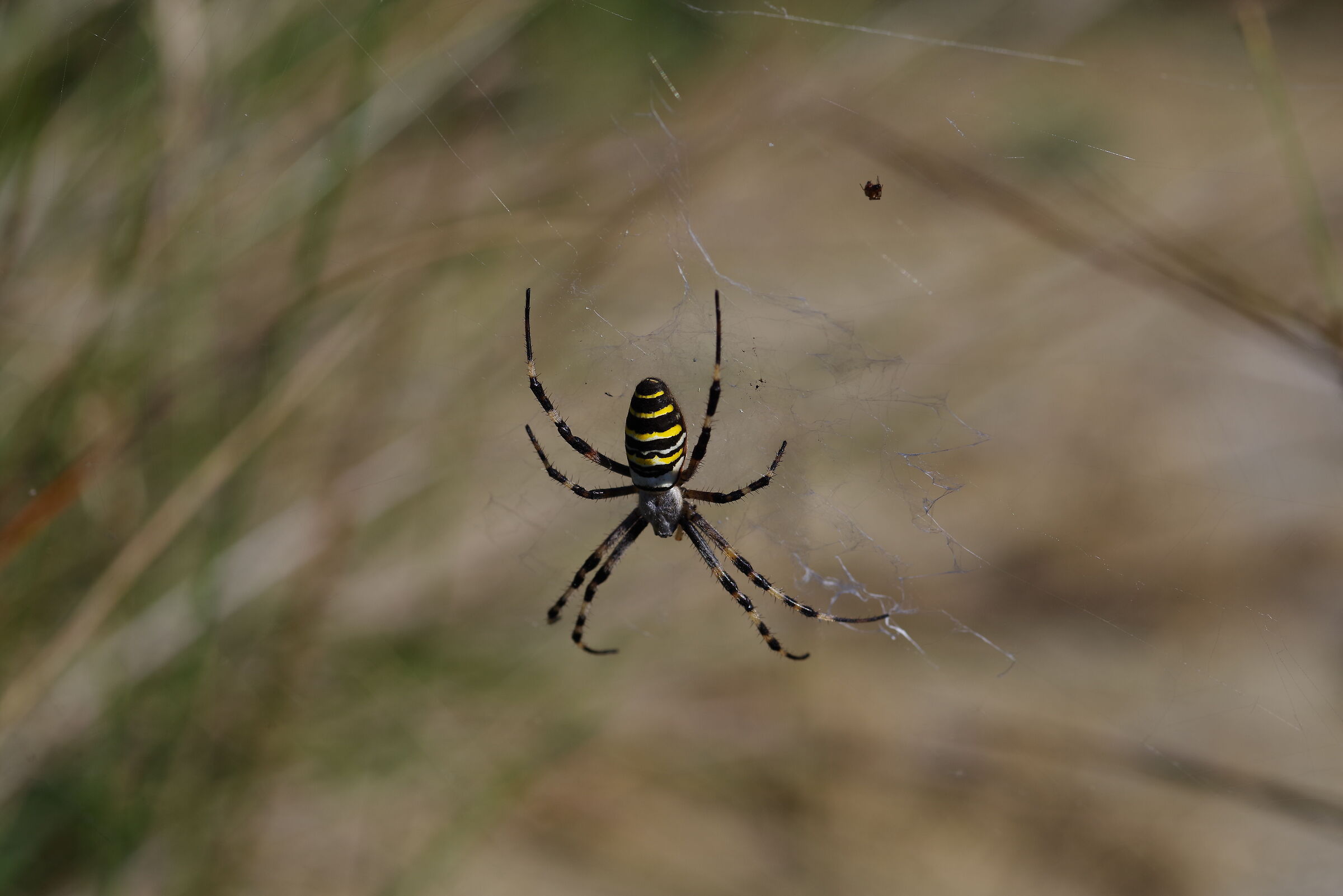two-tone spider
