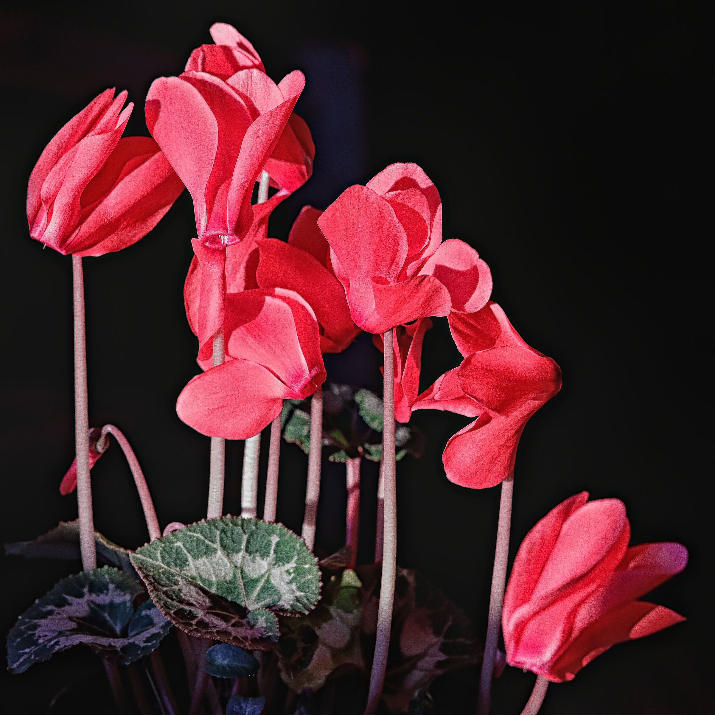 Cyclamen