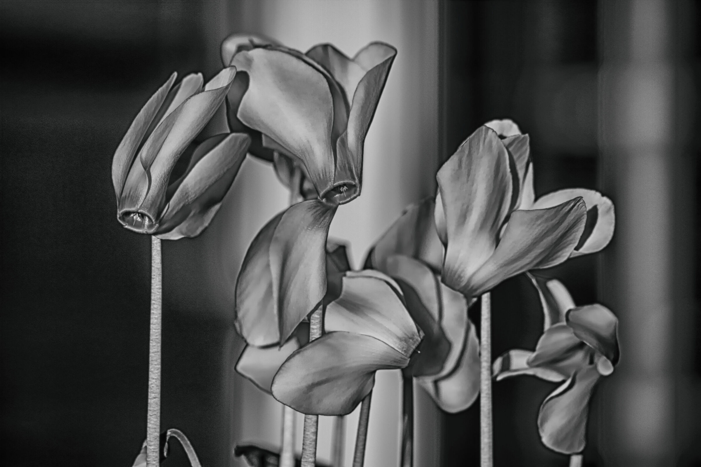 Cyclamen