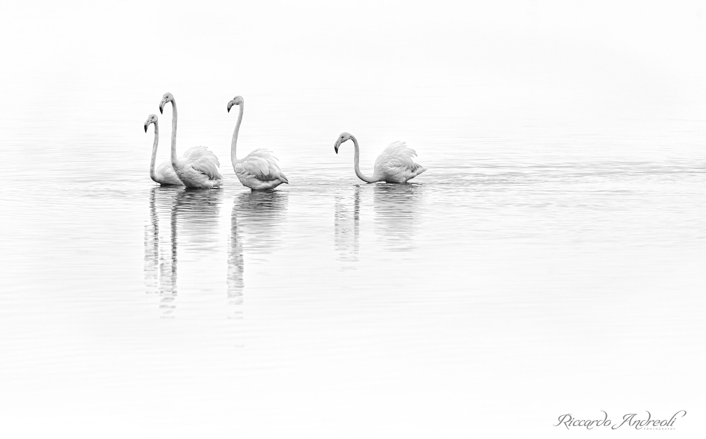Flamingos of Venice - Black / White