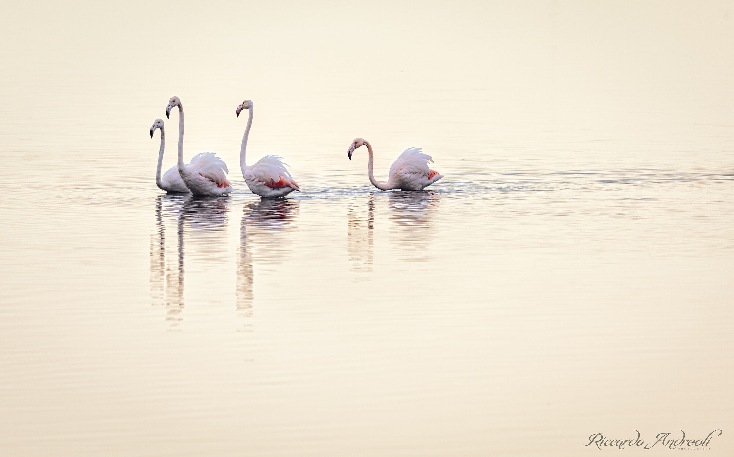 Flamingos of Venice - White / Colors