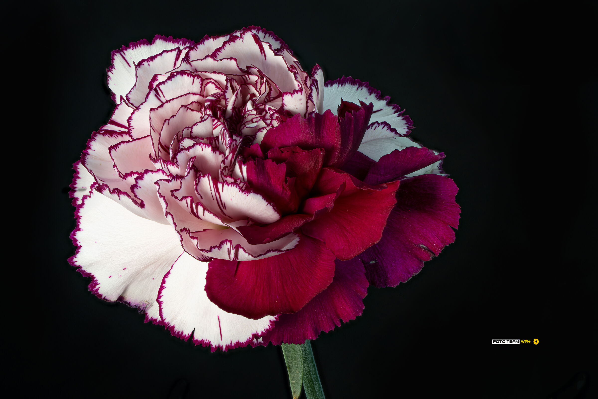 Dianthus