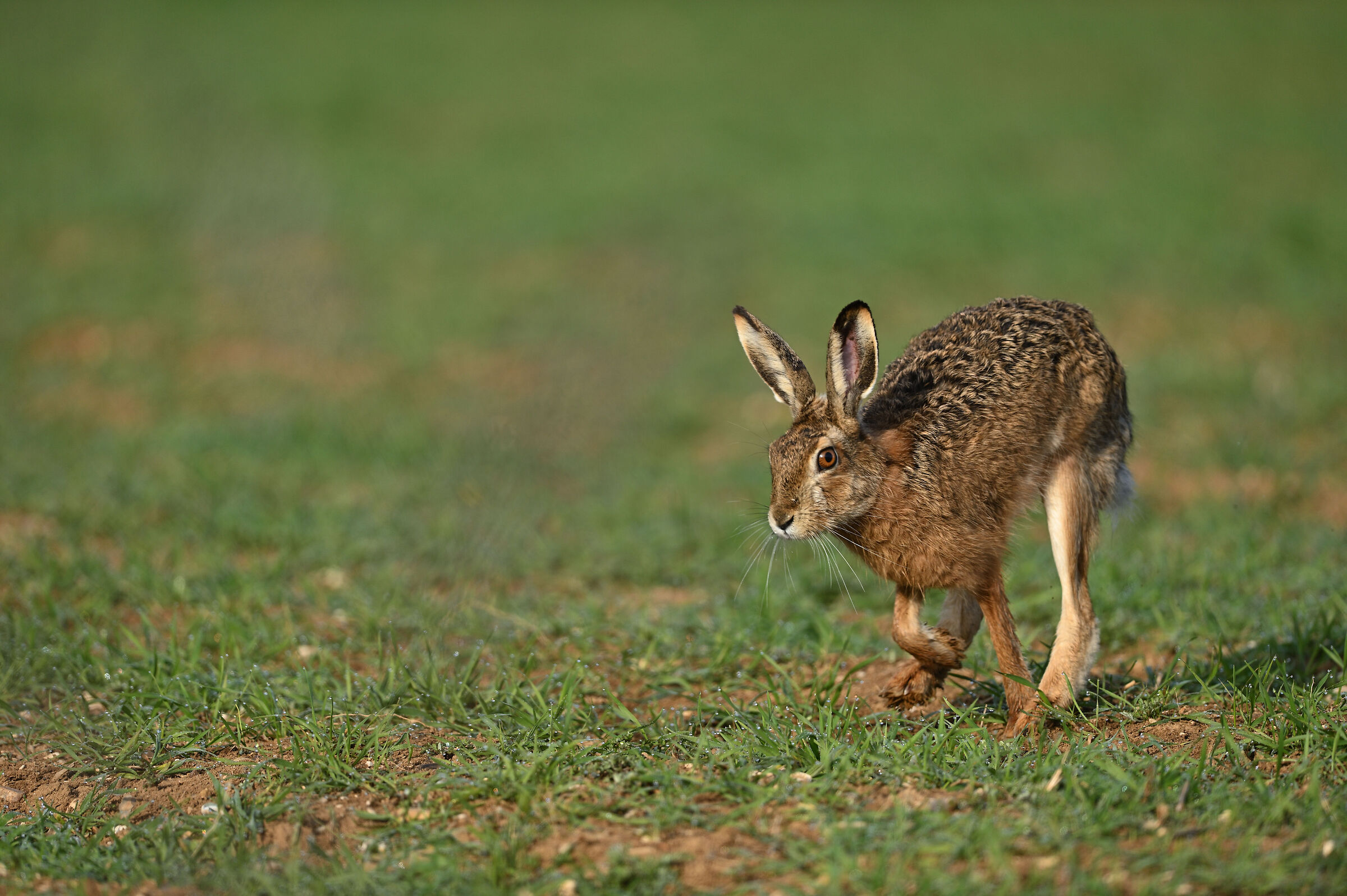 che hai da guardare?