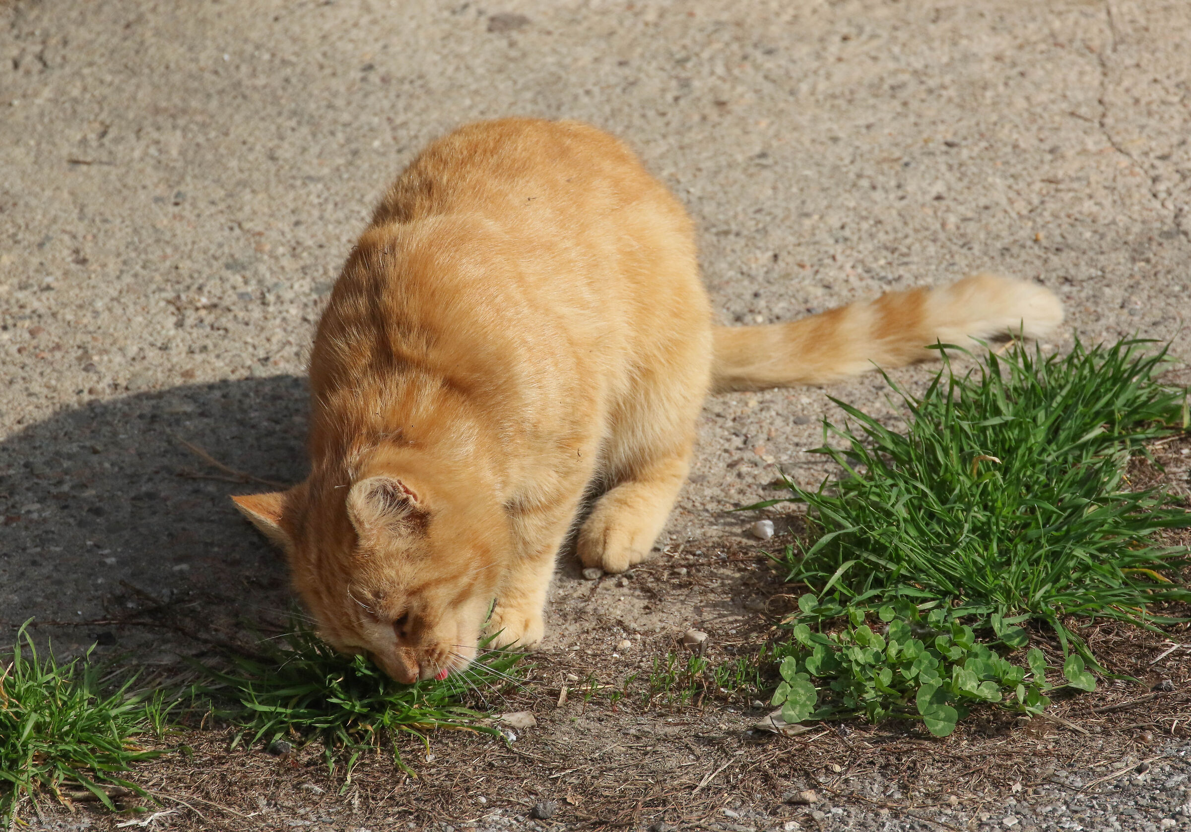 The fact that Zoe eats weed.