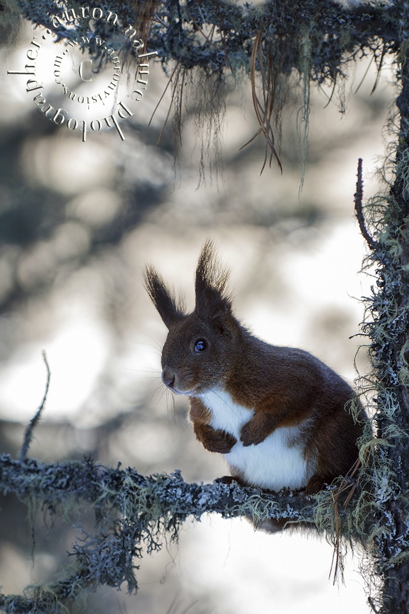 Sciurus vulgaris alpinus