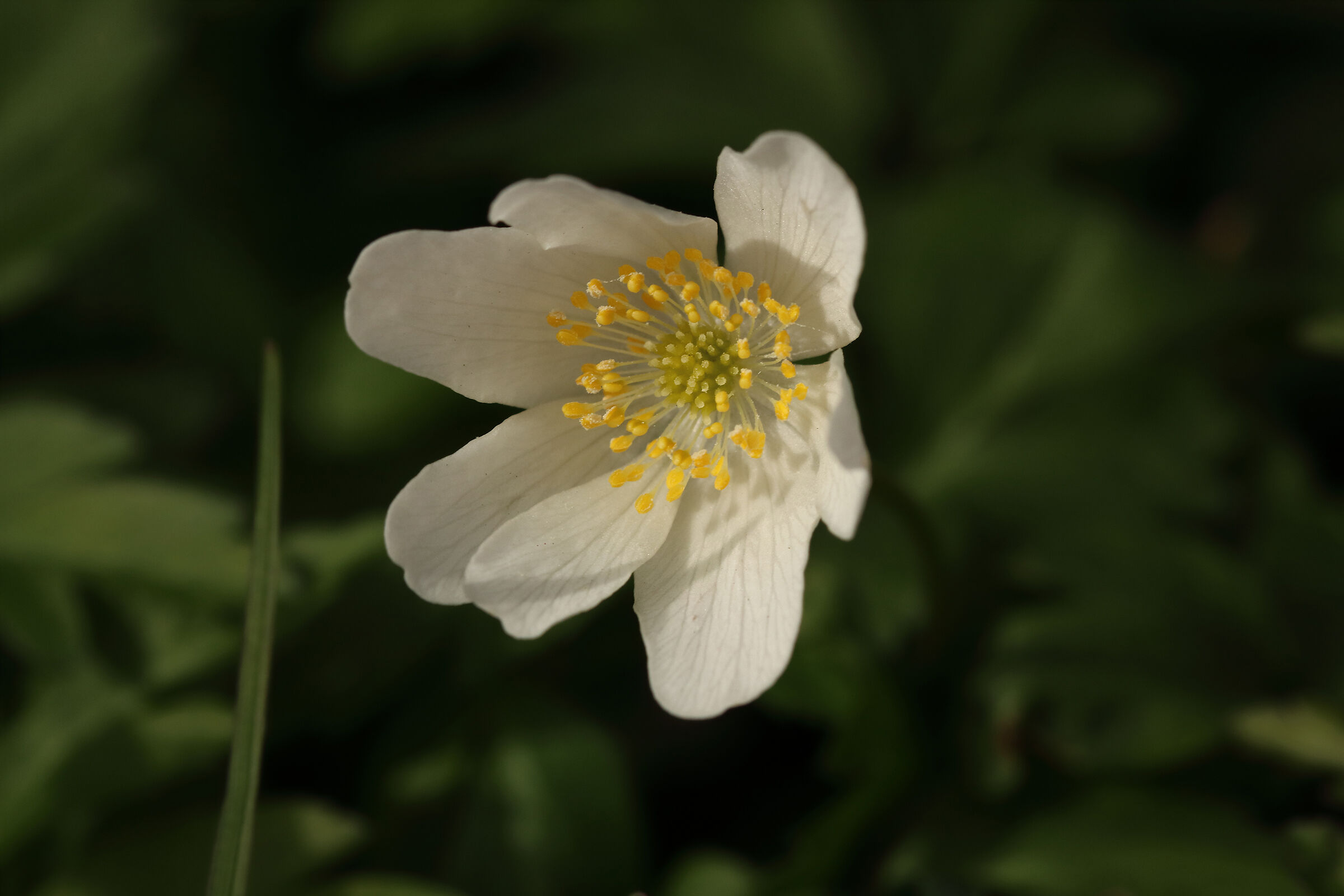 anemone nemorosa
