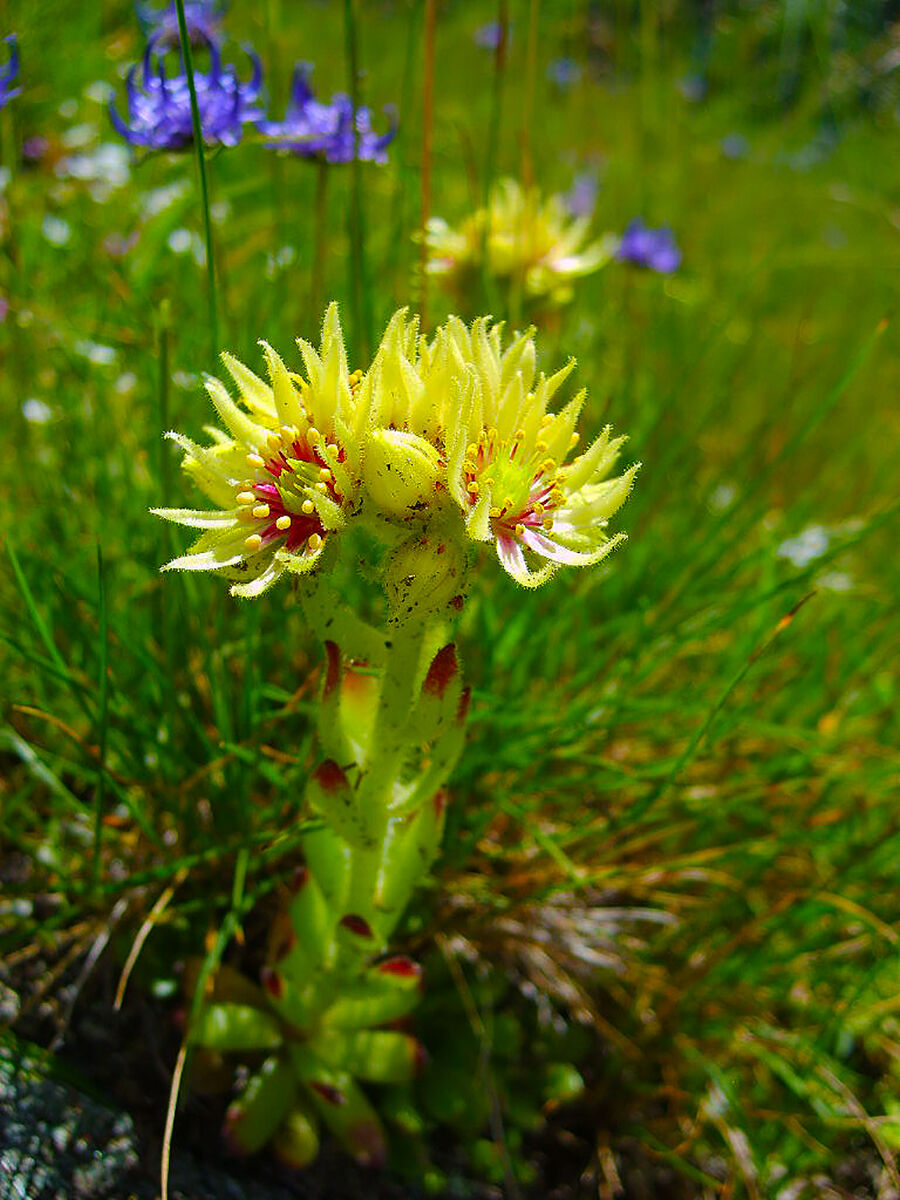 Sempervivum grandiflorum - I always lived in large flowers.
