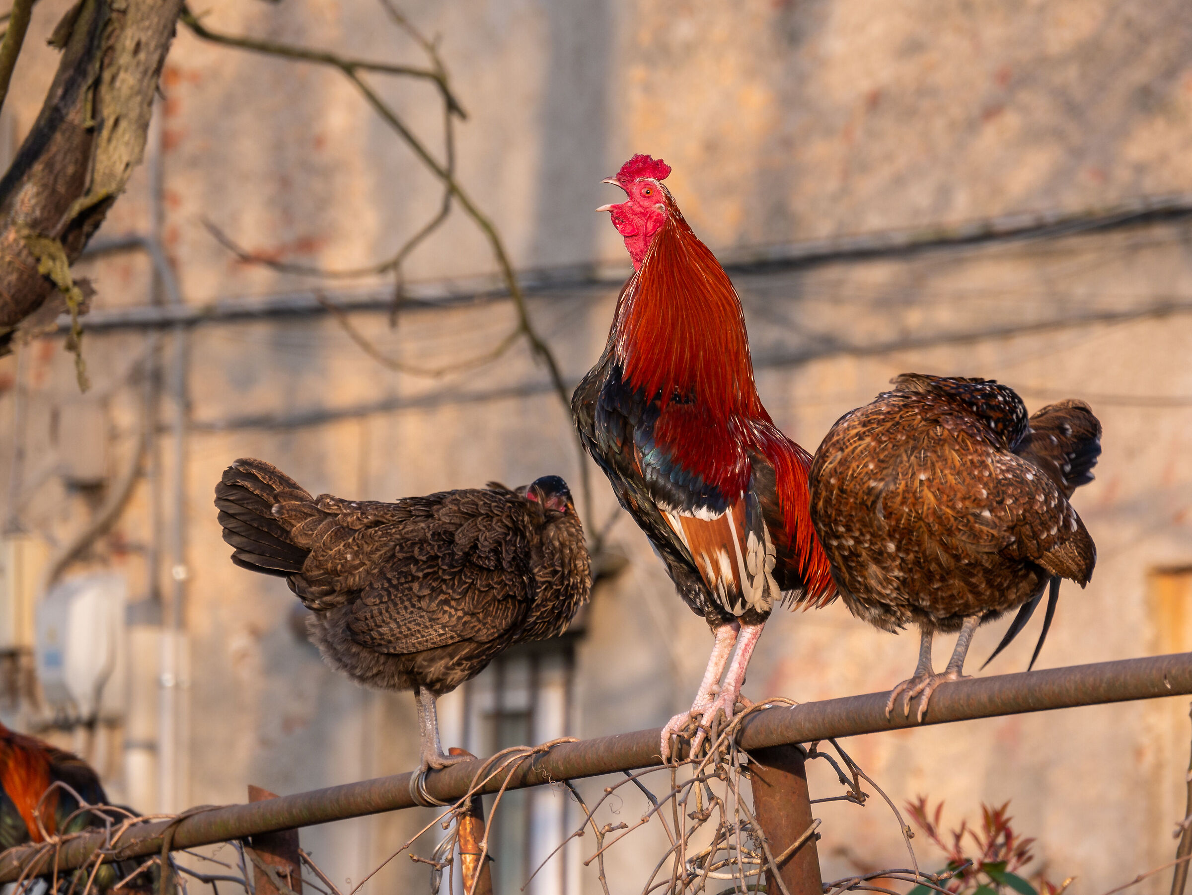 Gallo Canterino - Milano Parco della Vettabbia