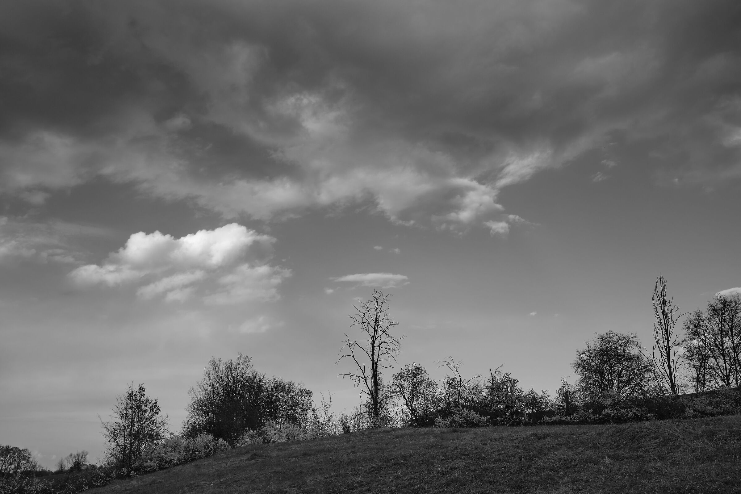 Grayscale Spring
