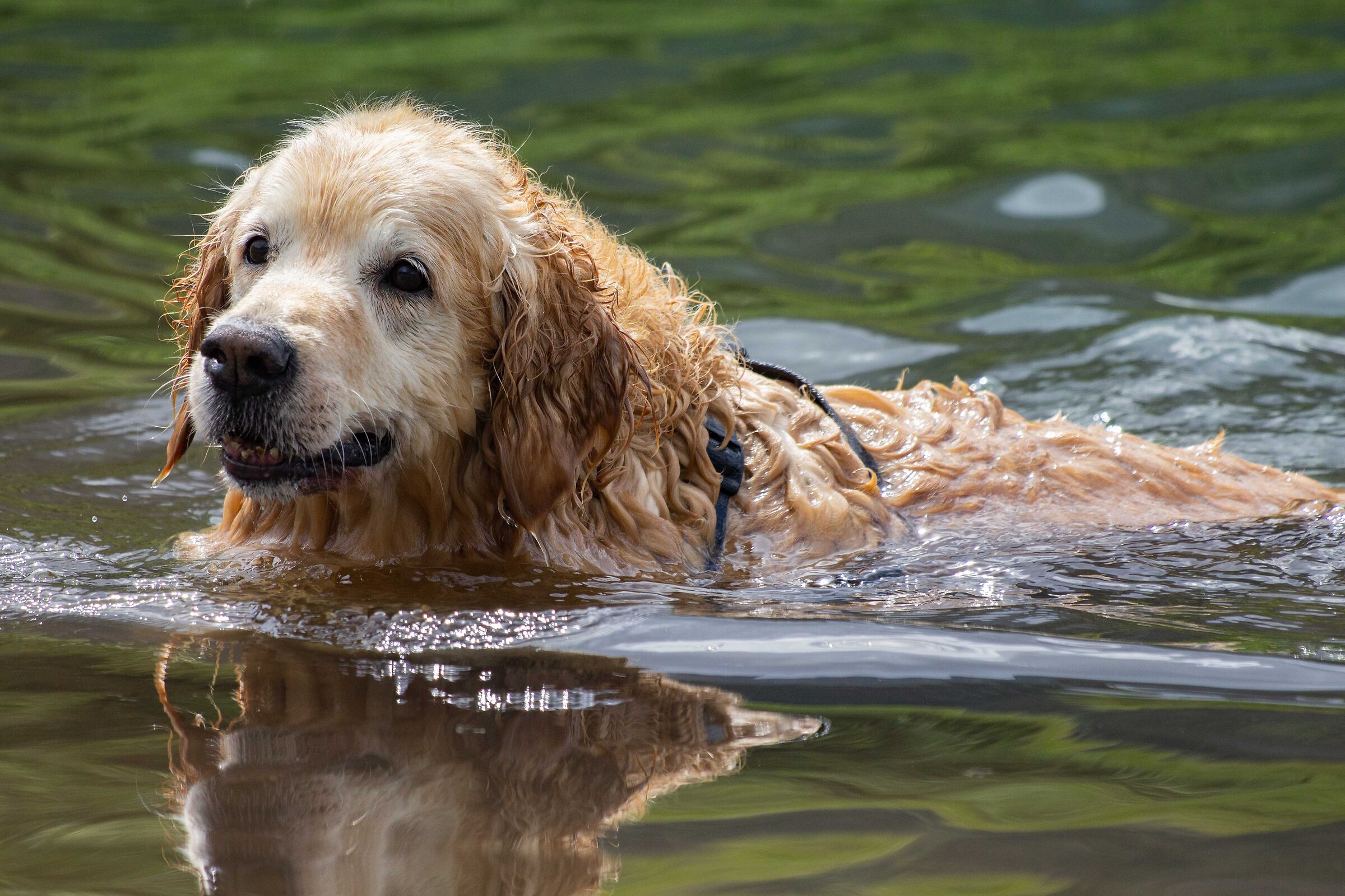 A relaxing swim in the lake