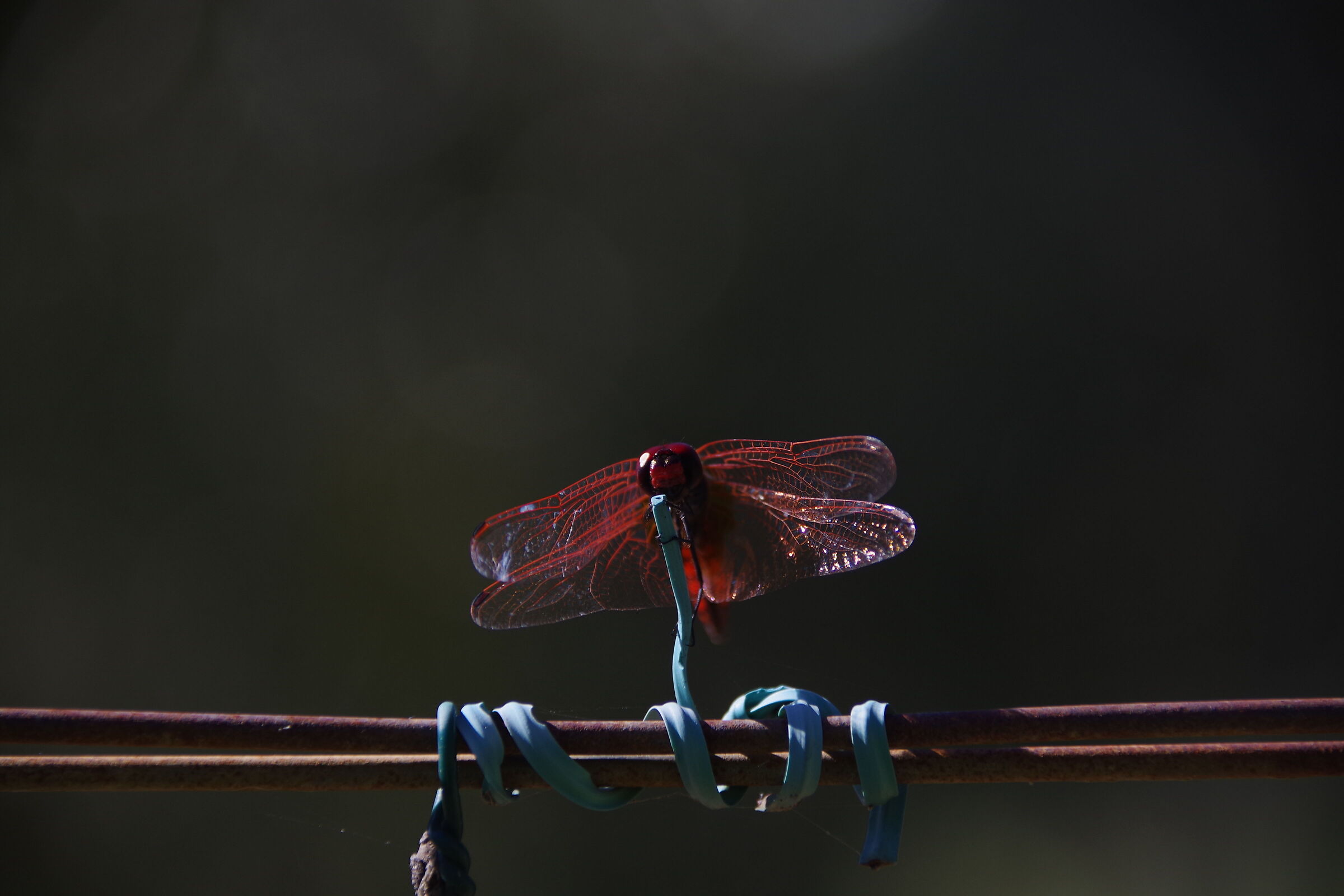 Dragonfly