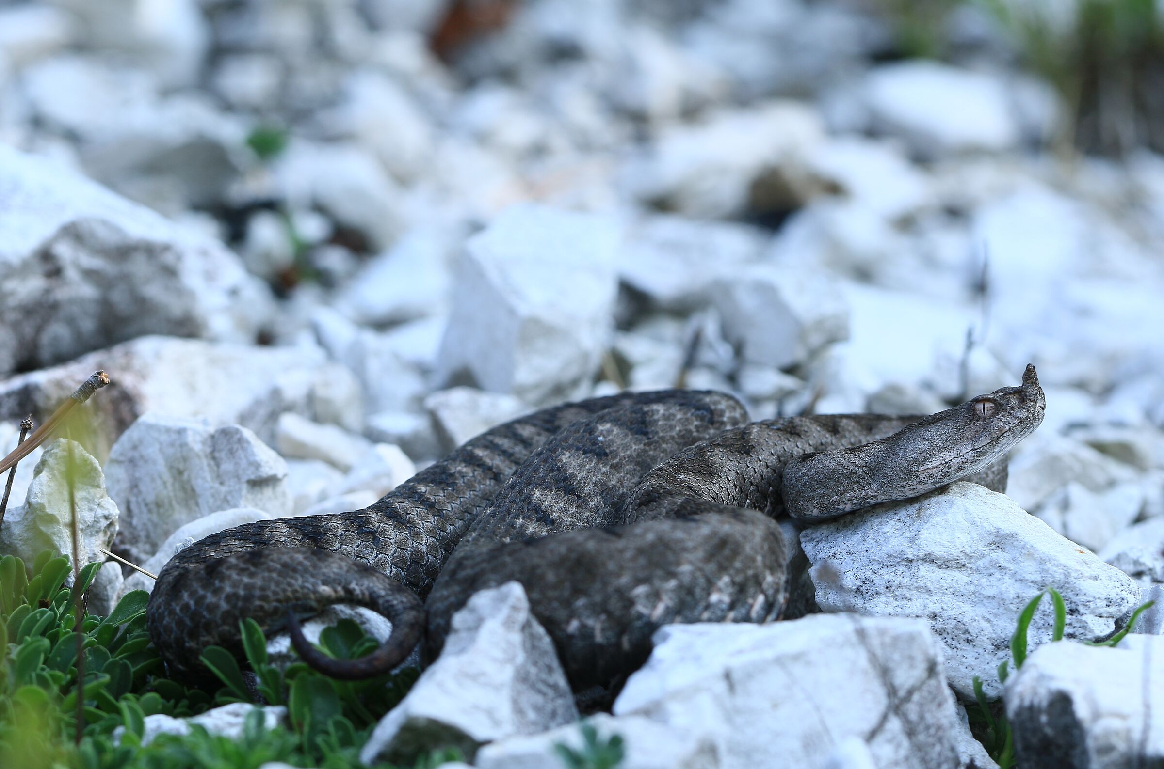 Vipera ammodytes, ssp. ammodytes, femmina