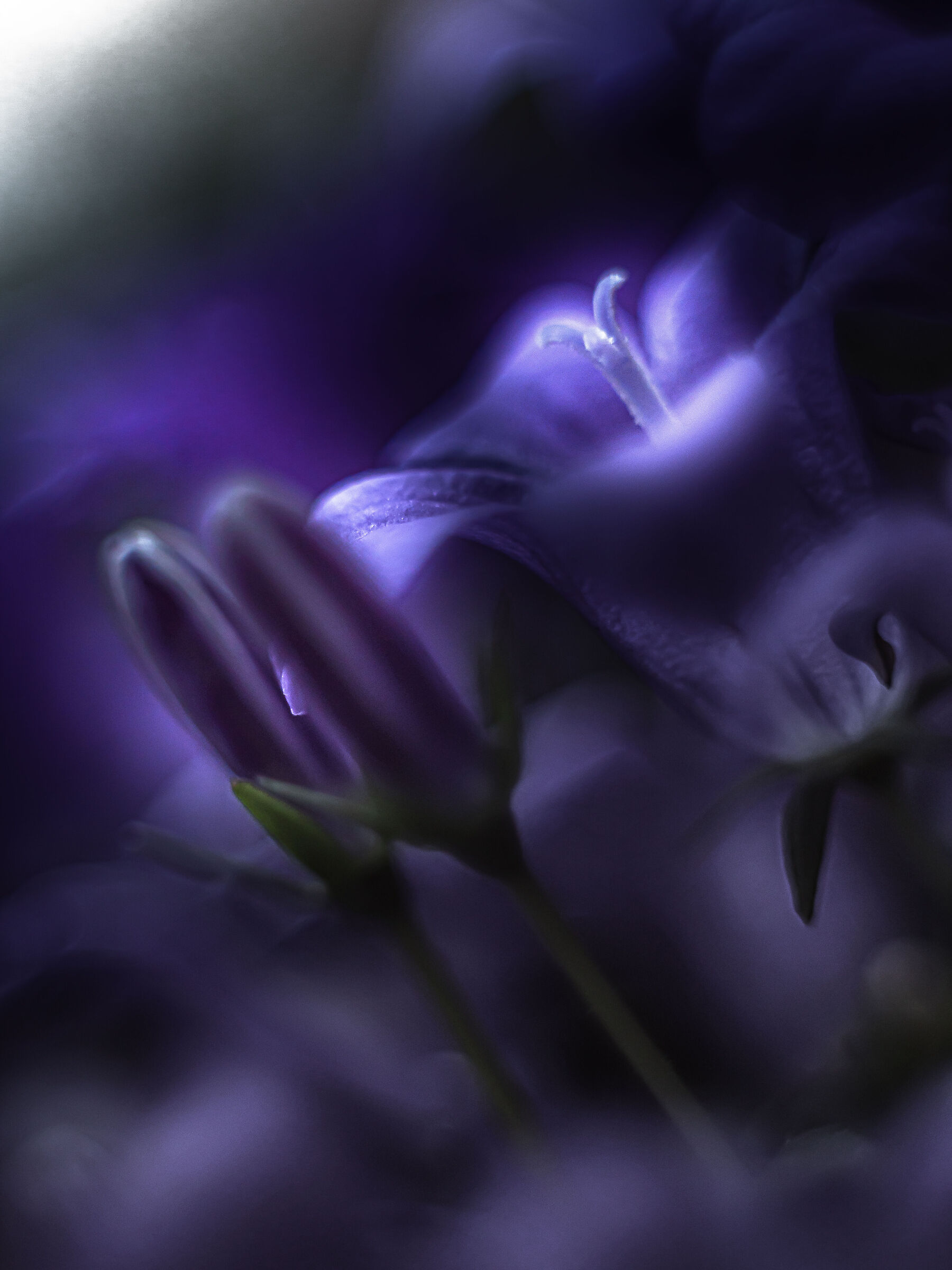 Campanula isophylla