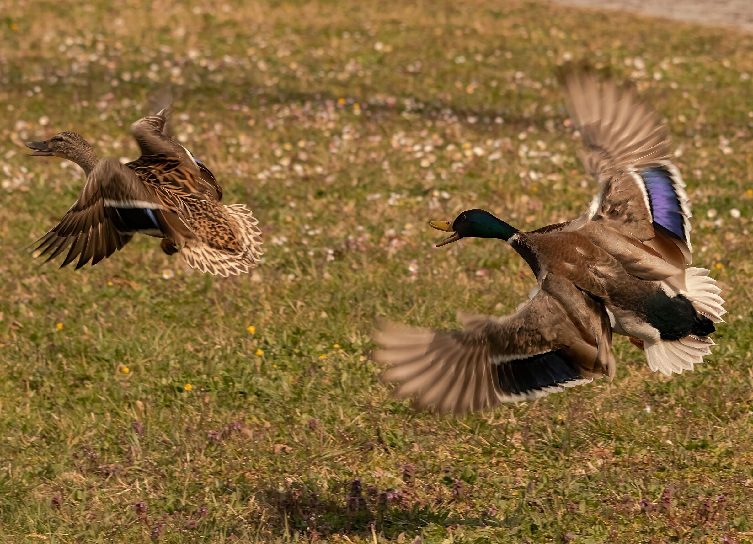 Duck Mallard male wants female 4/03/2021