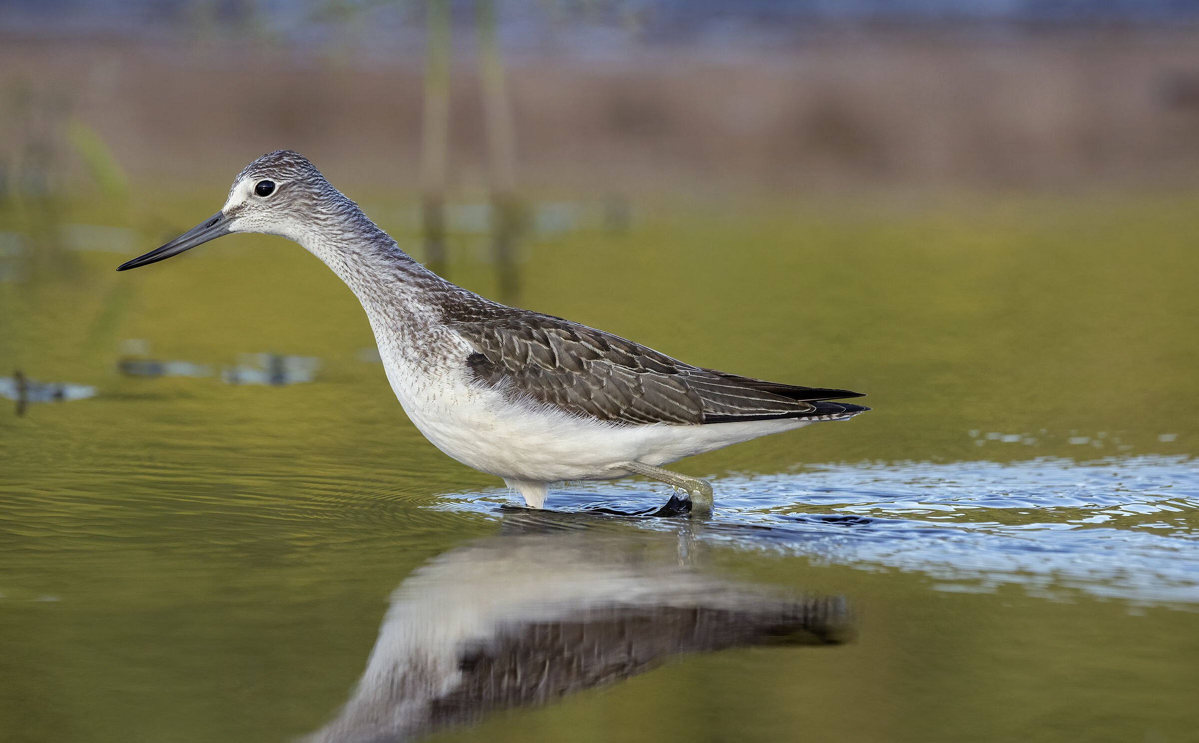 Tringa nebularia | Common Greenshank