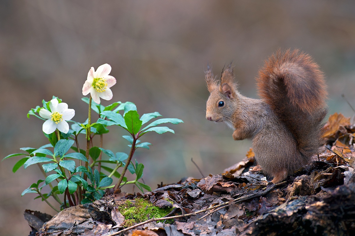 bentornata primavera!