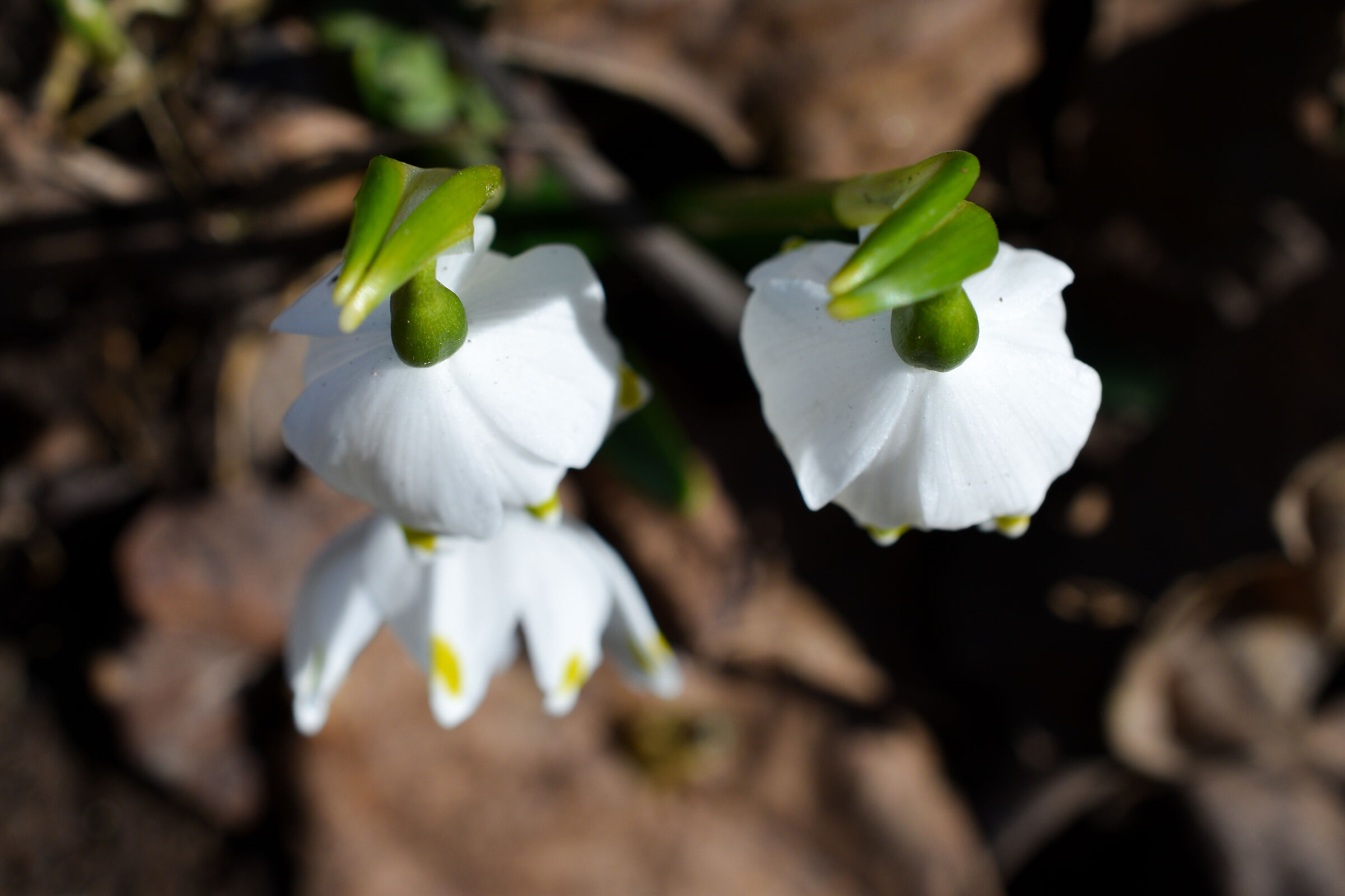 Snowdrops in the family