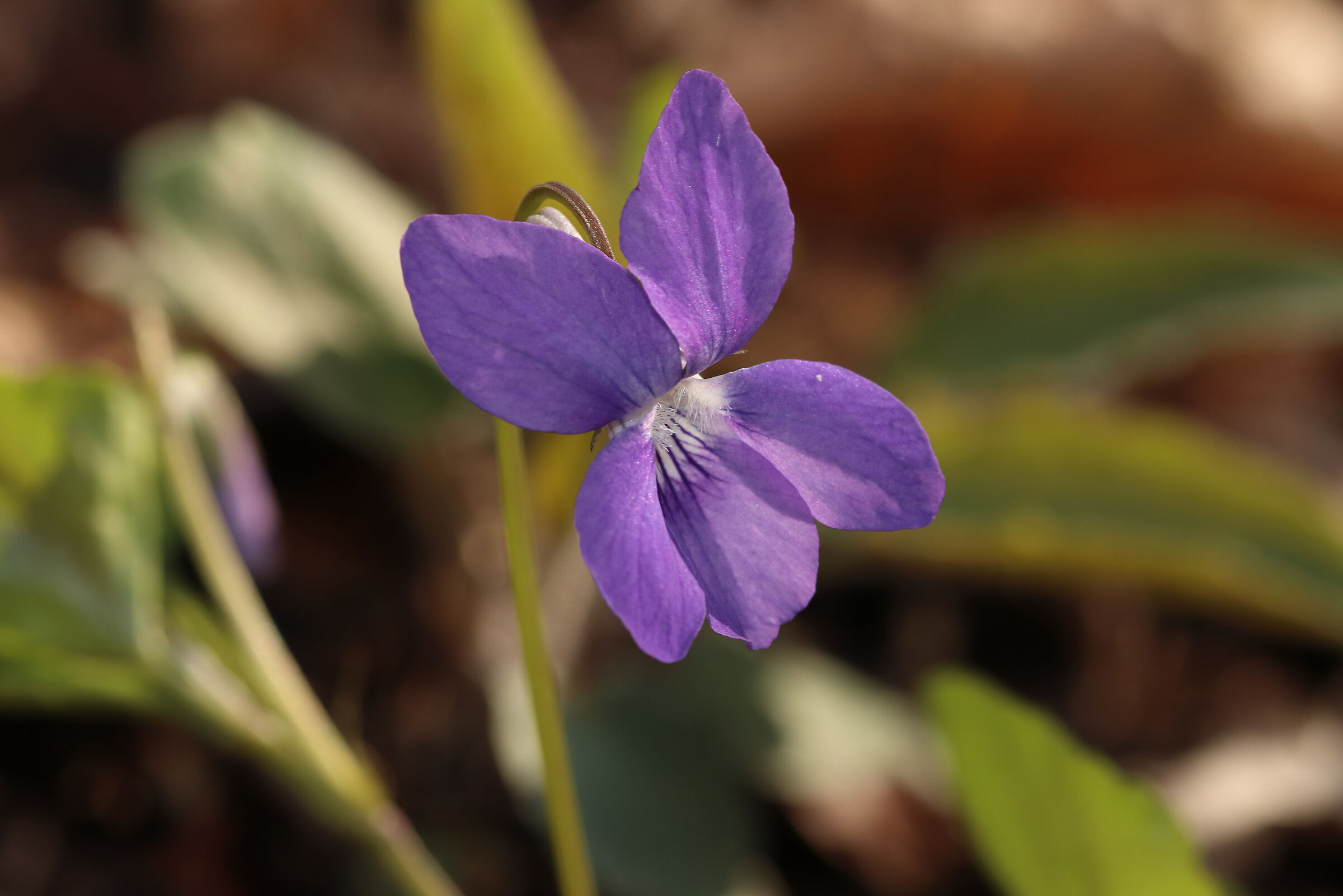 viola mammola di bosco