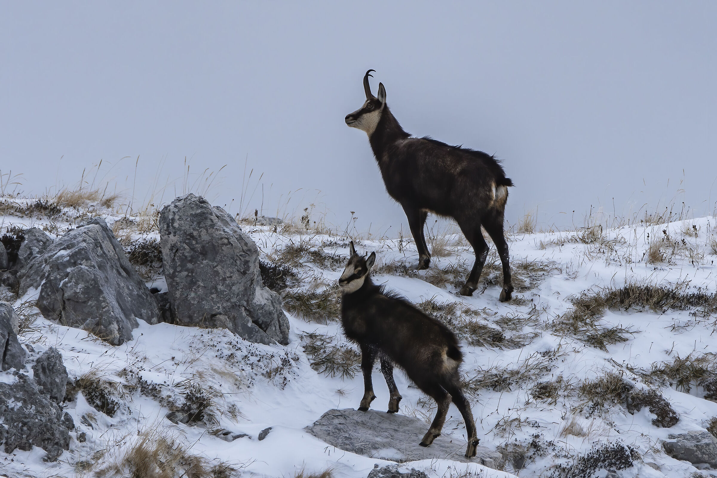 Camosci , mamma e piccolo