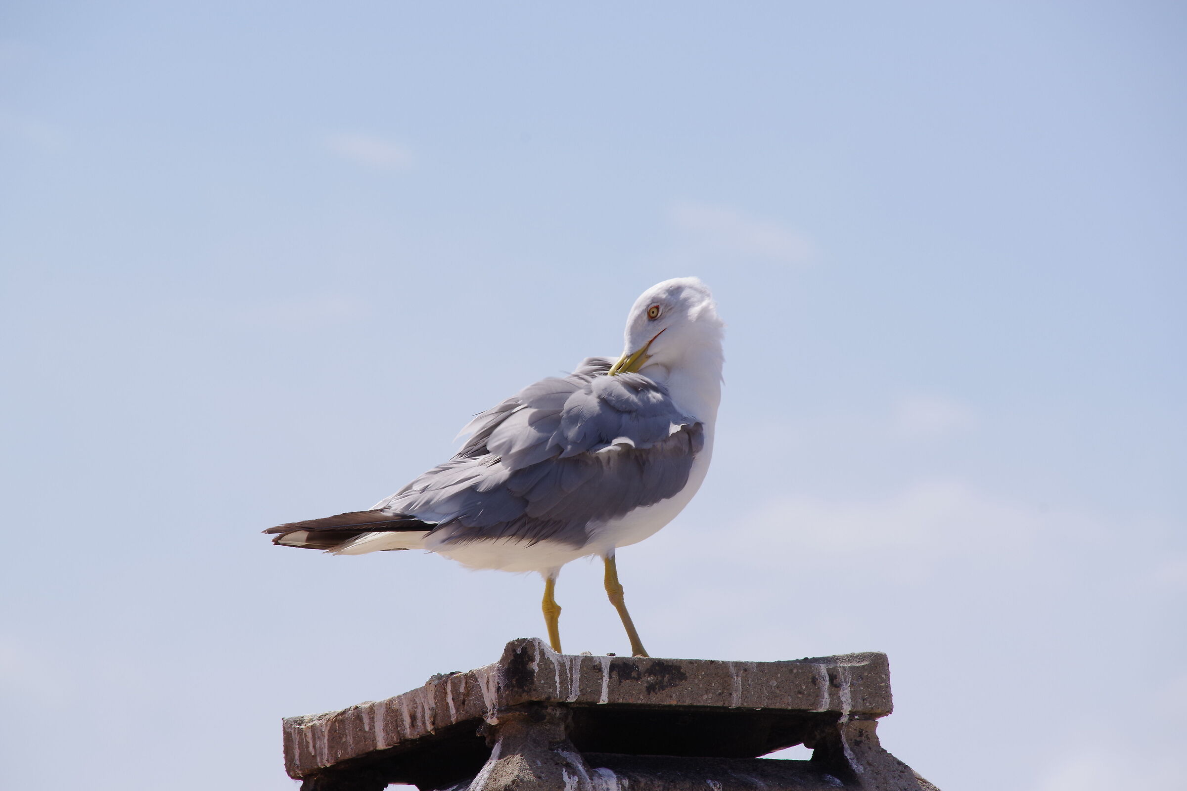 seagull relax