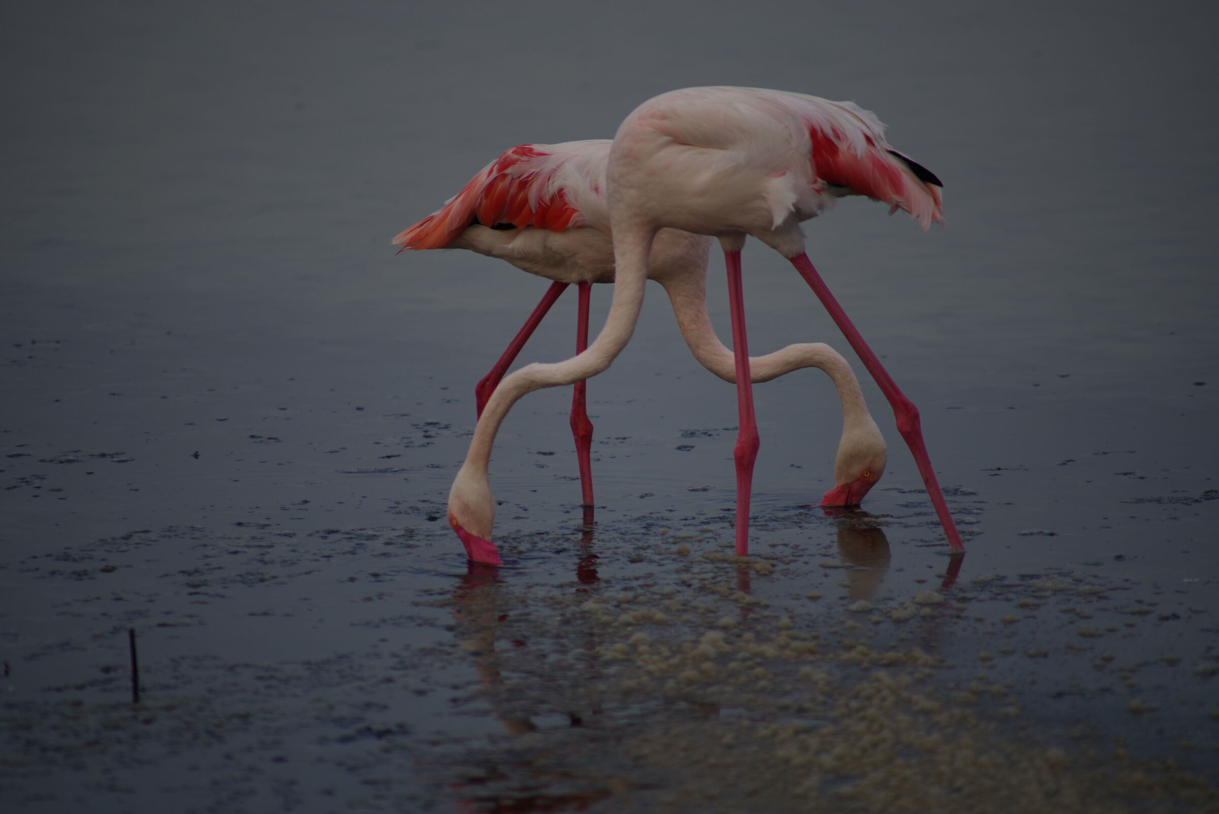 sinkronya municipality