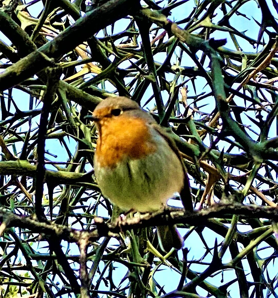 city robin...