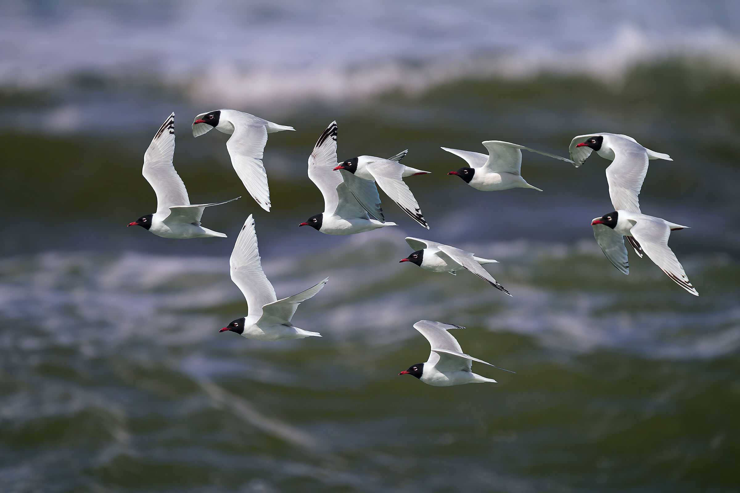 Nel mare tempestoso - Gabbiani corallini in migrazione