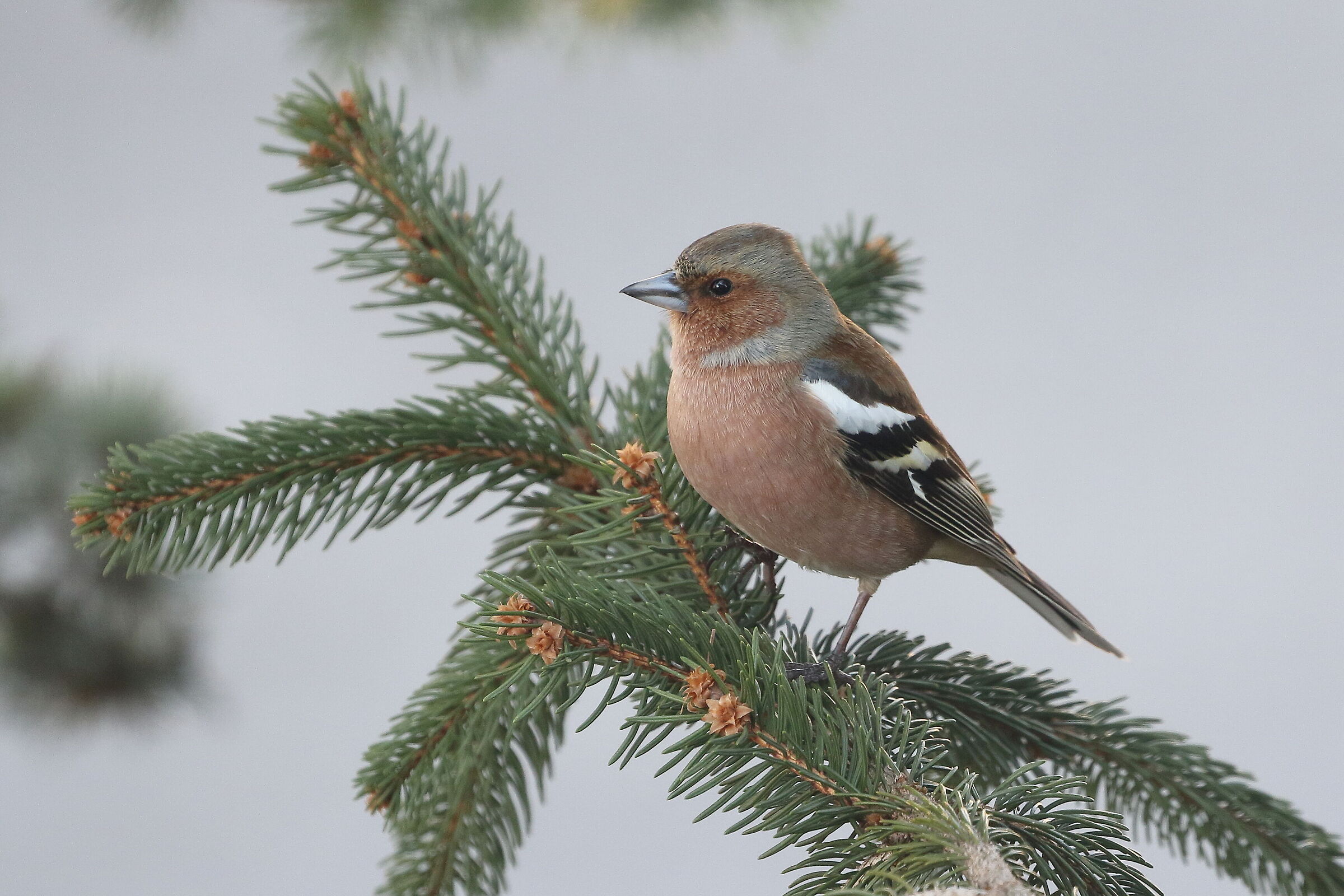 Chaffinch