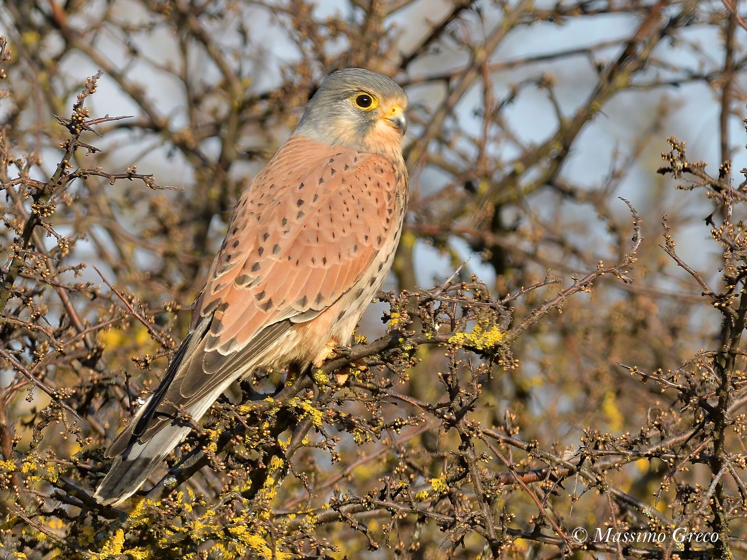 Gstreg (Falco tinnunculus)