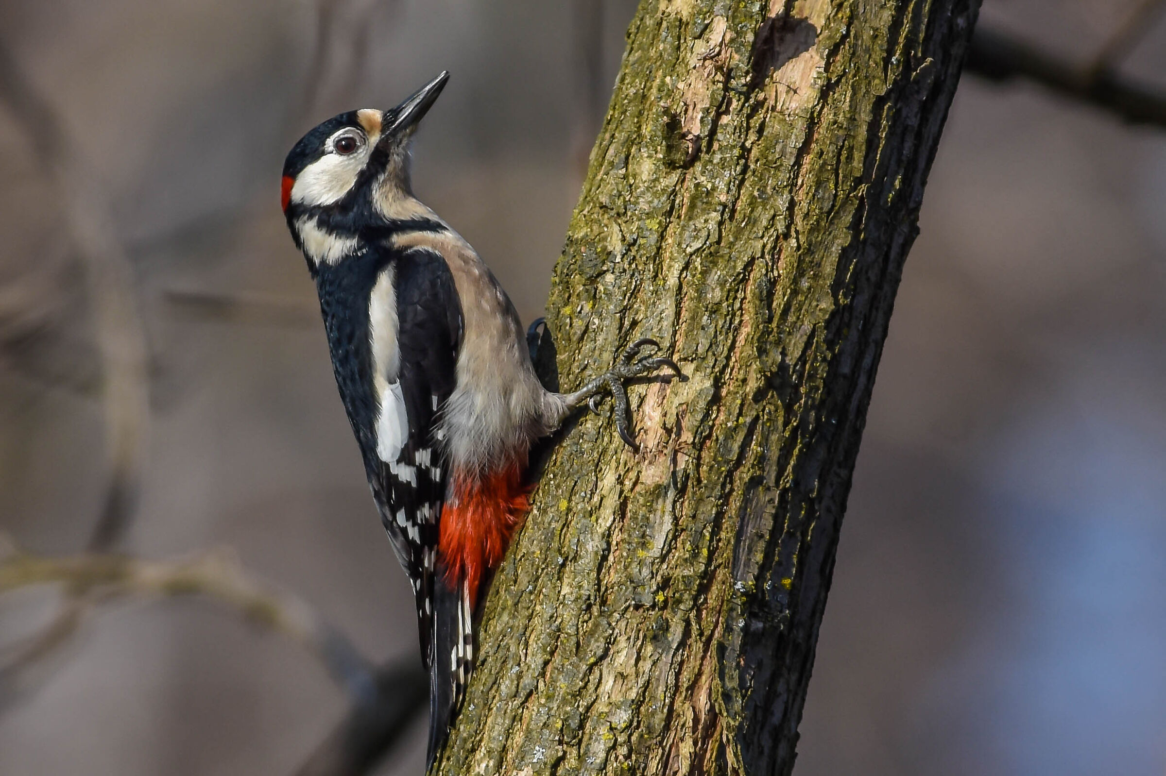 Red woodpecker
