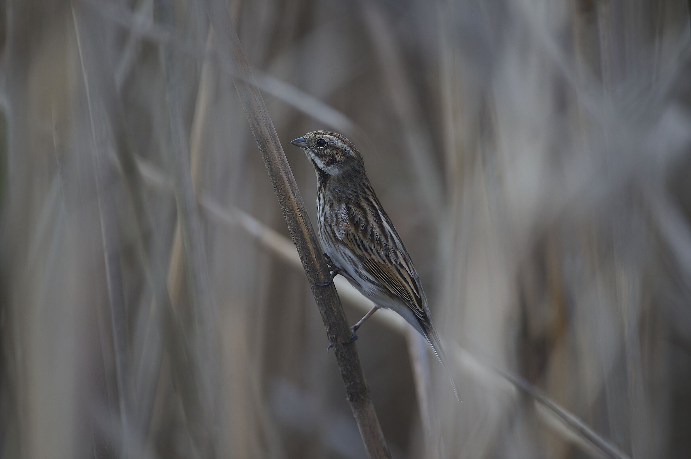 migliarino di palude