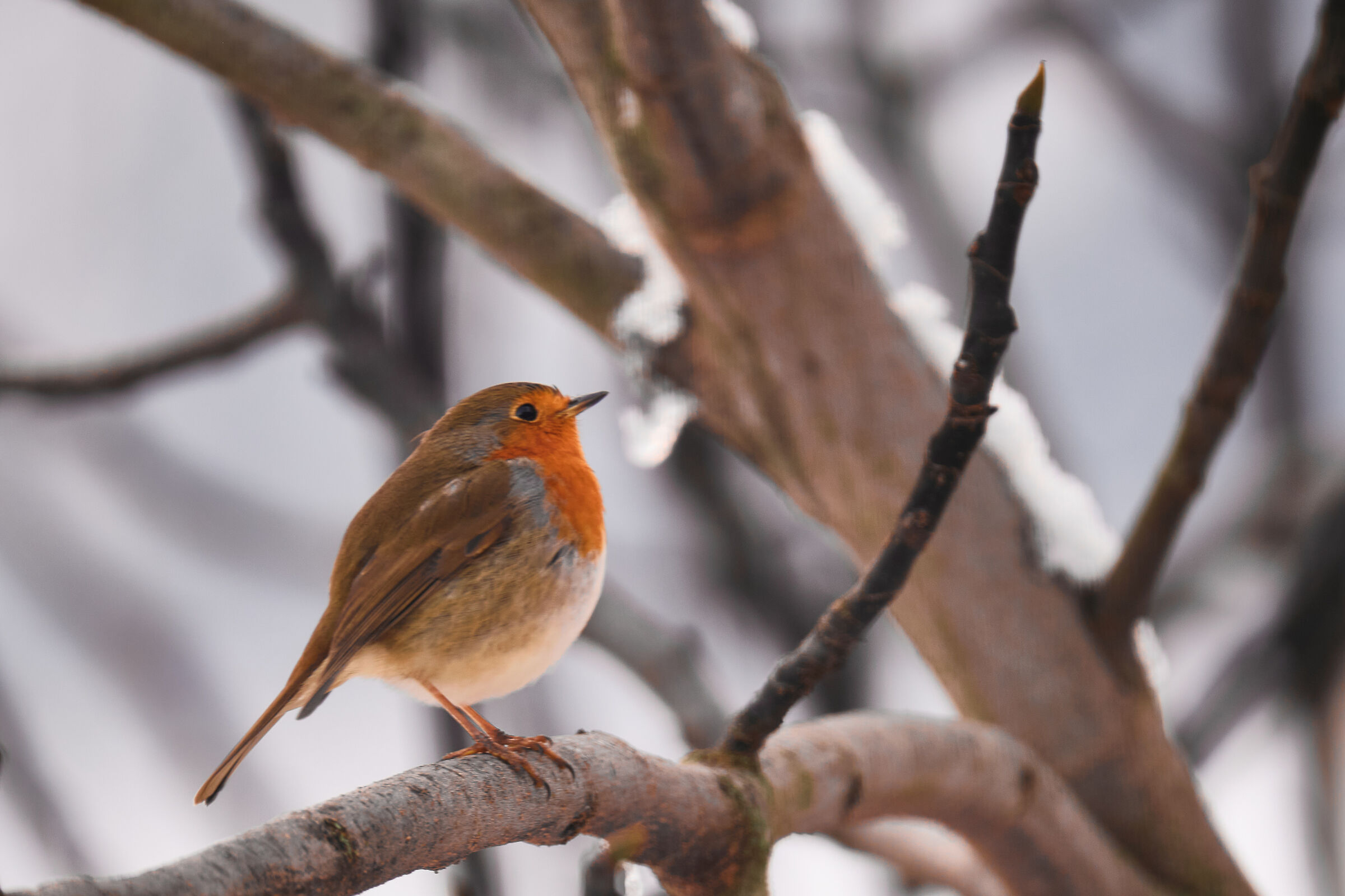 Pettirosso freddoloso
