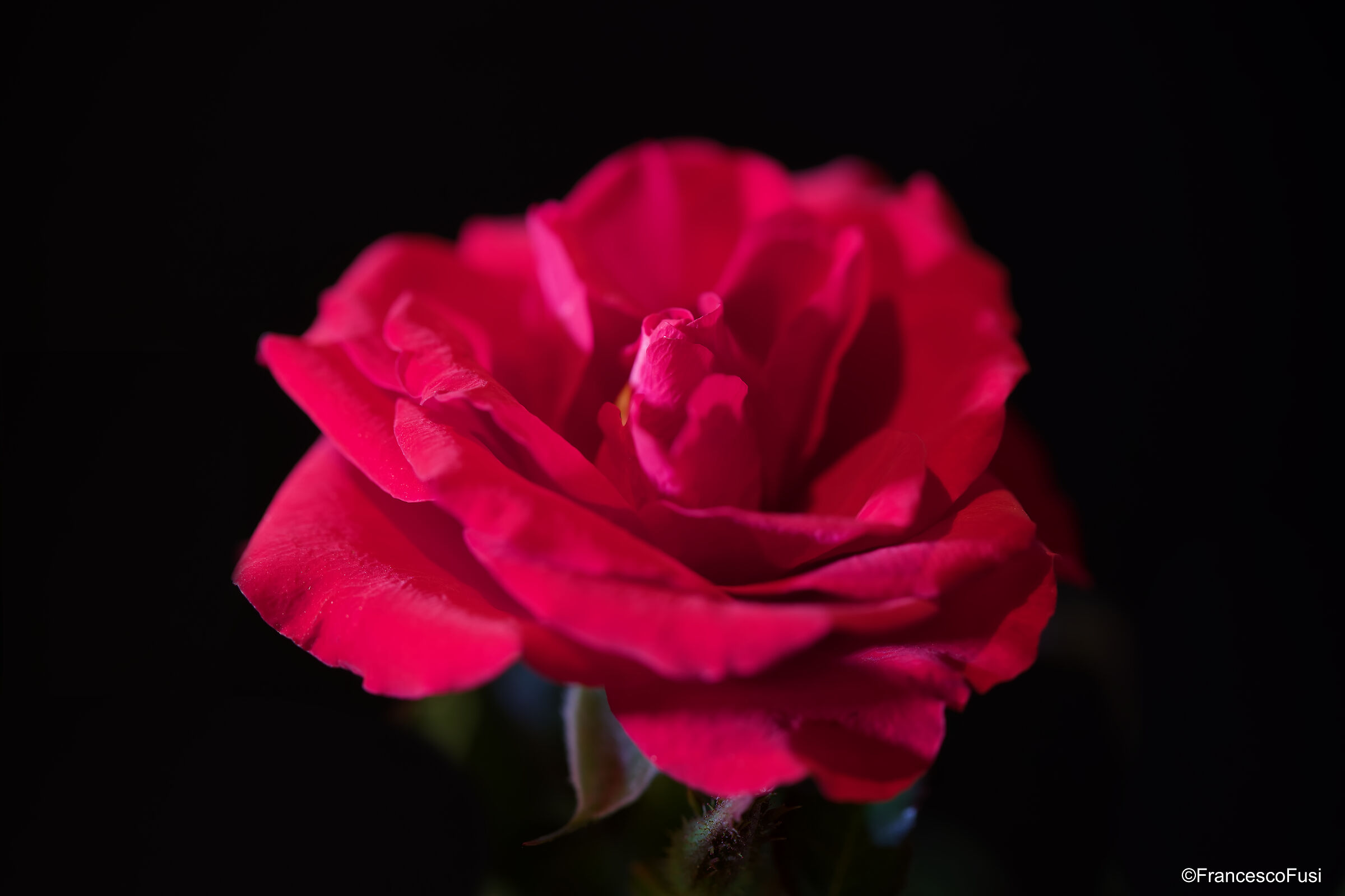 Rosa