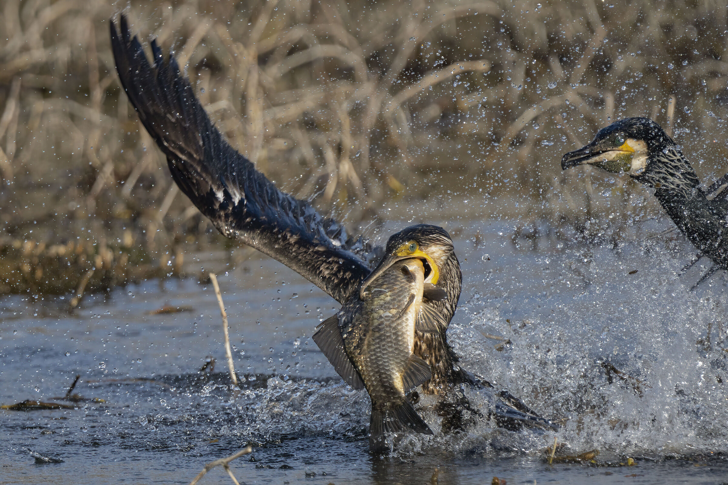 una preda fuori misura...