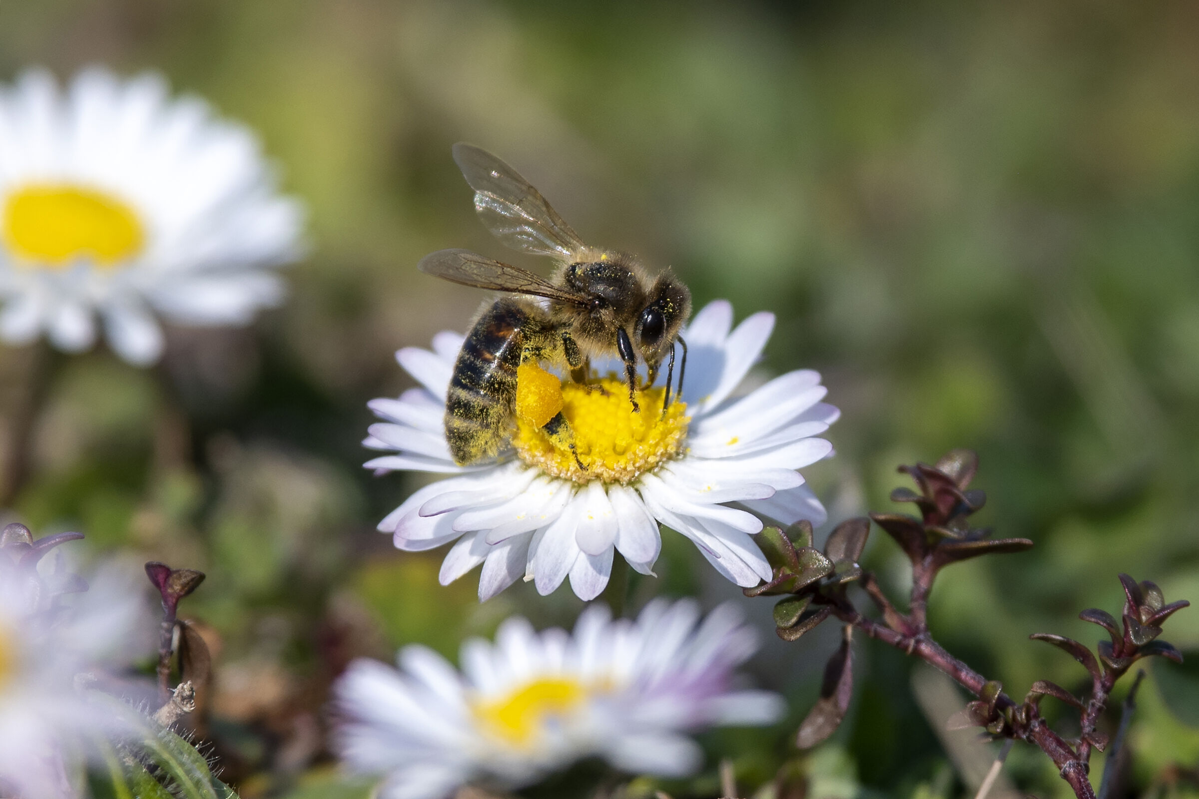 L'ape sulla margherita