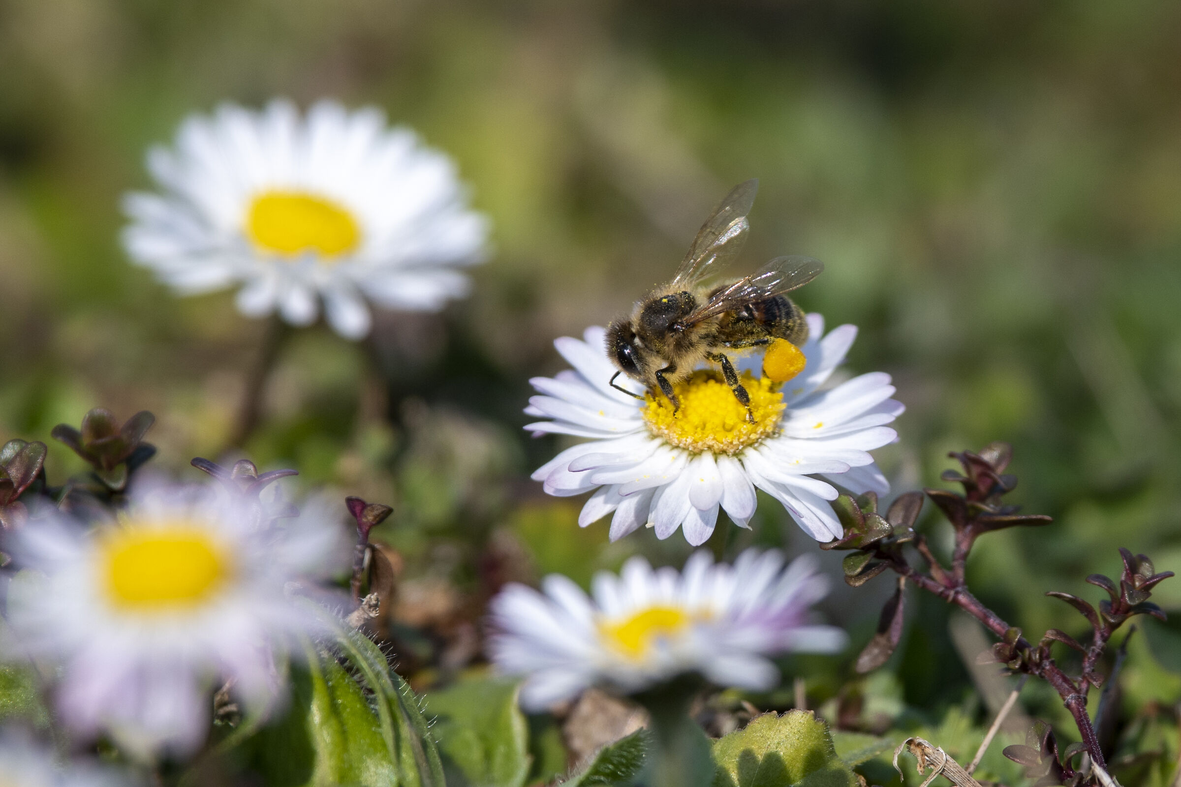 L'ape sulla margherita