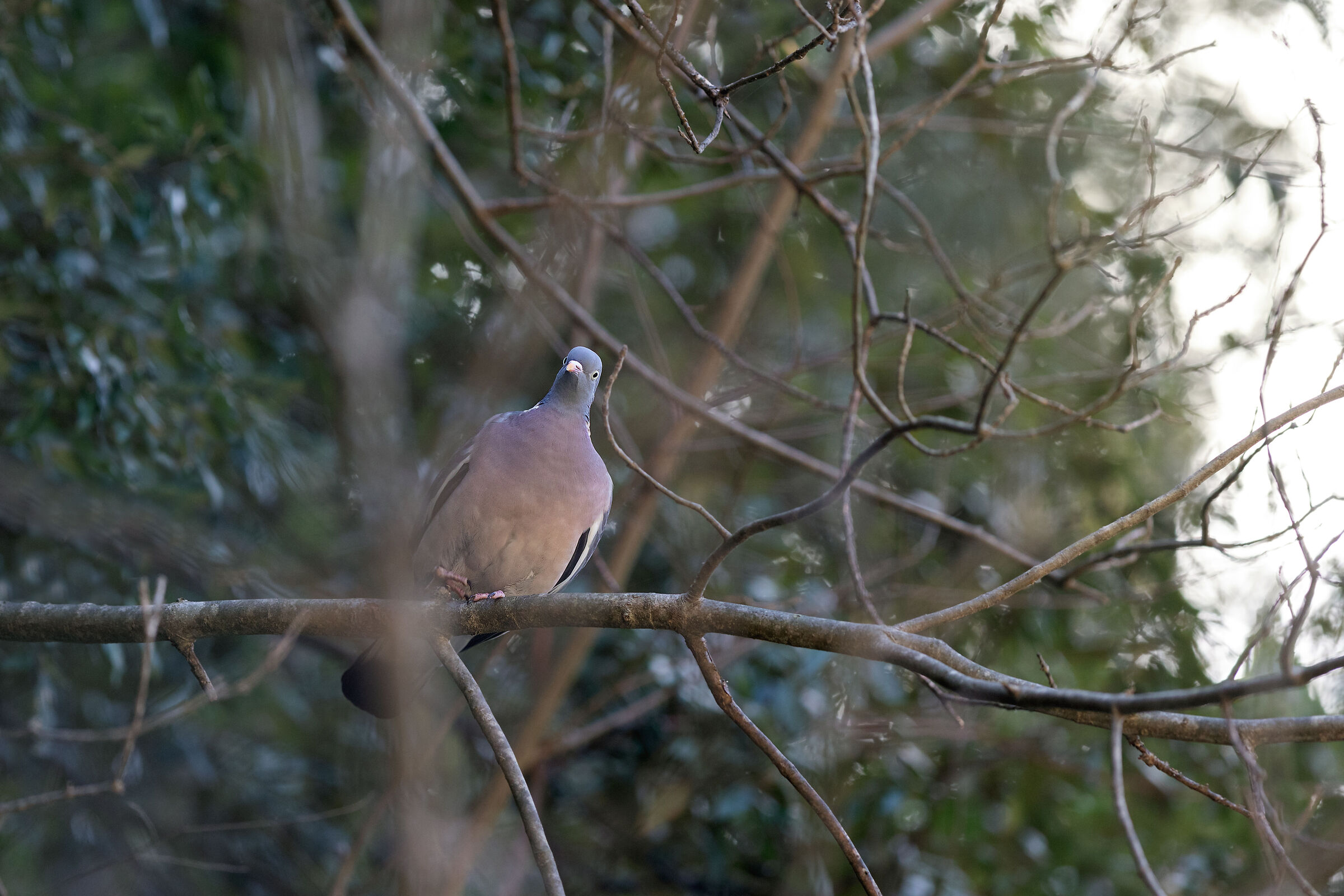 Dove
