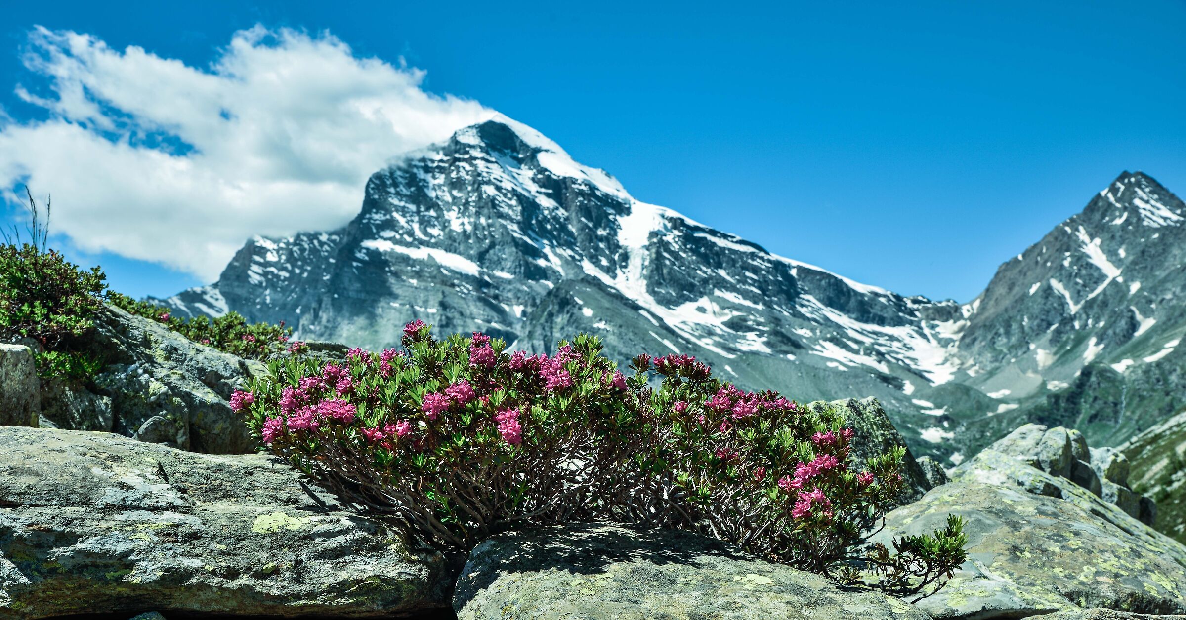 rododendri - Alpe Veglia - dal lago Bianco
