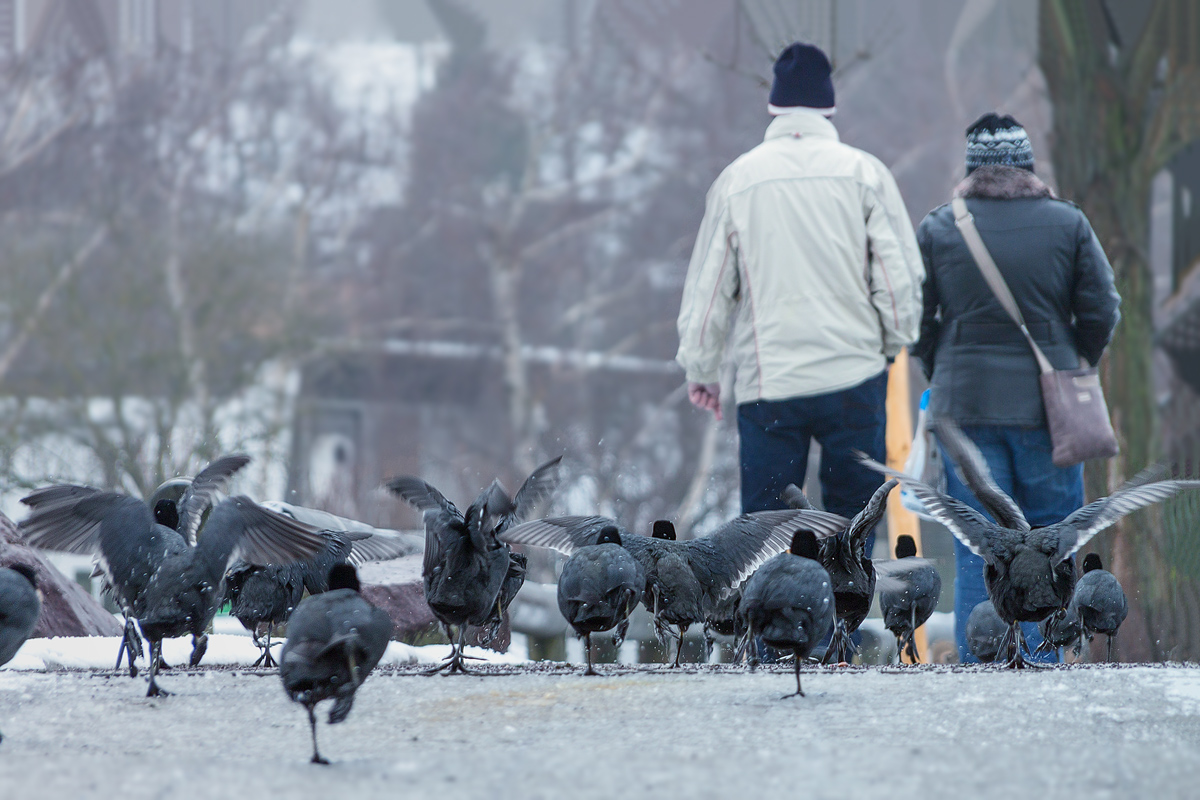 Rintracciare il pollo