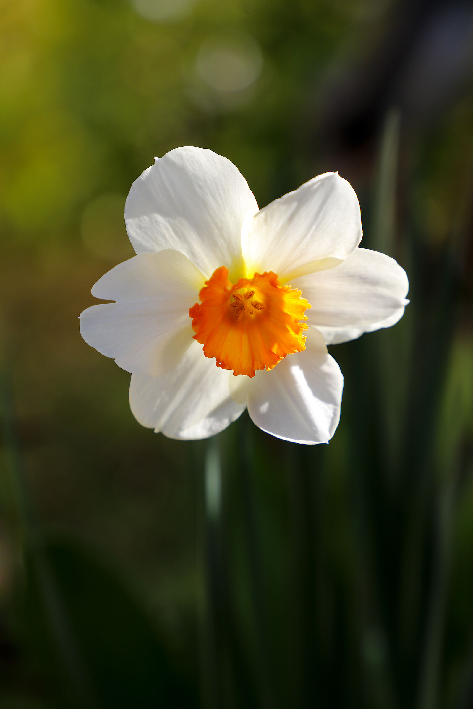 The Narcissus of my garden
