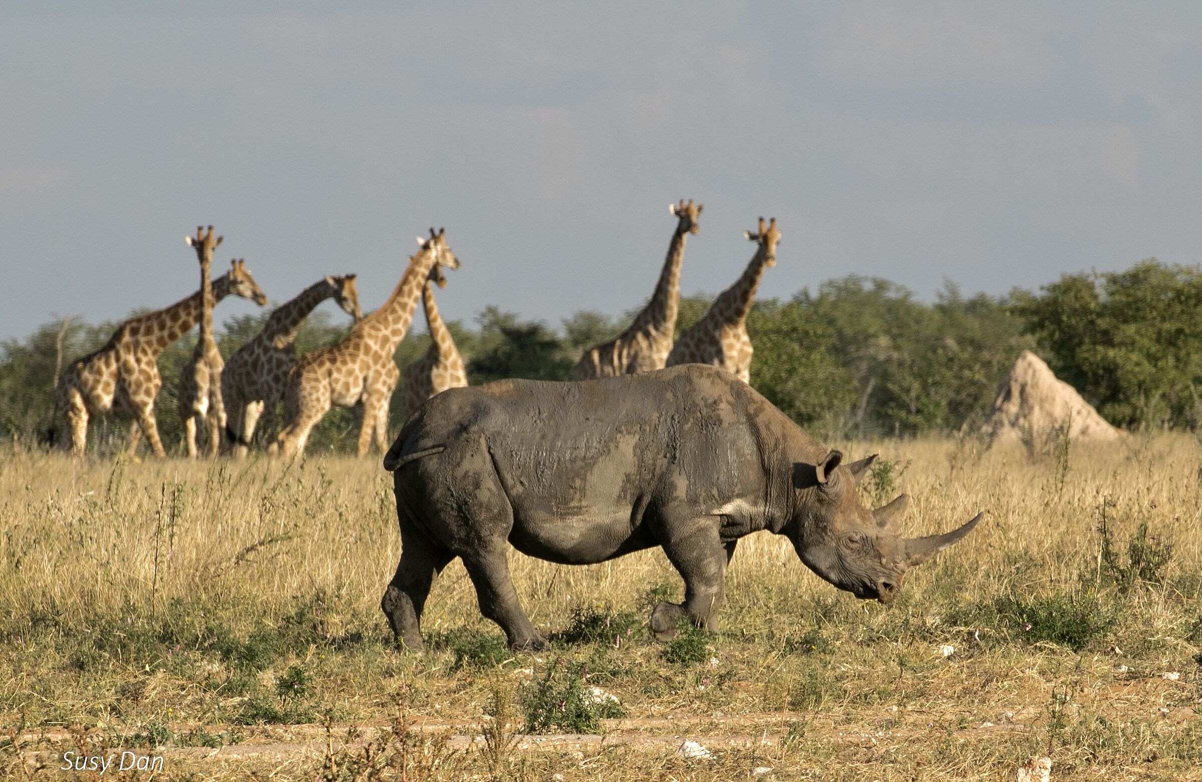Diritto di precedenza