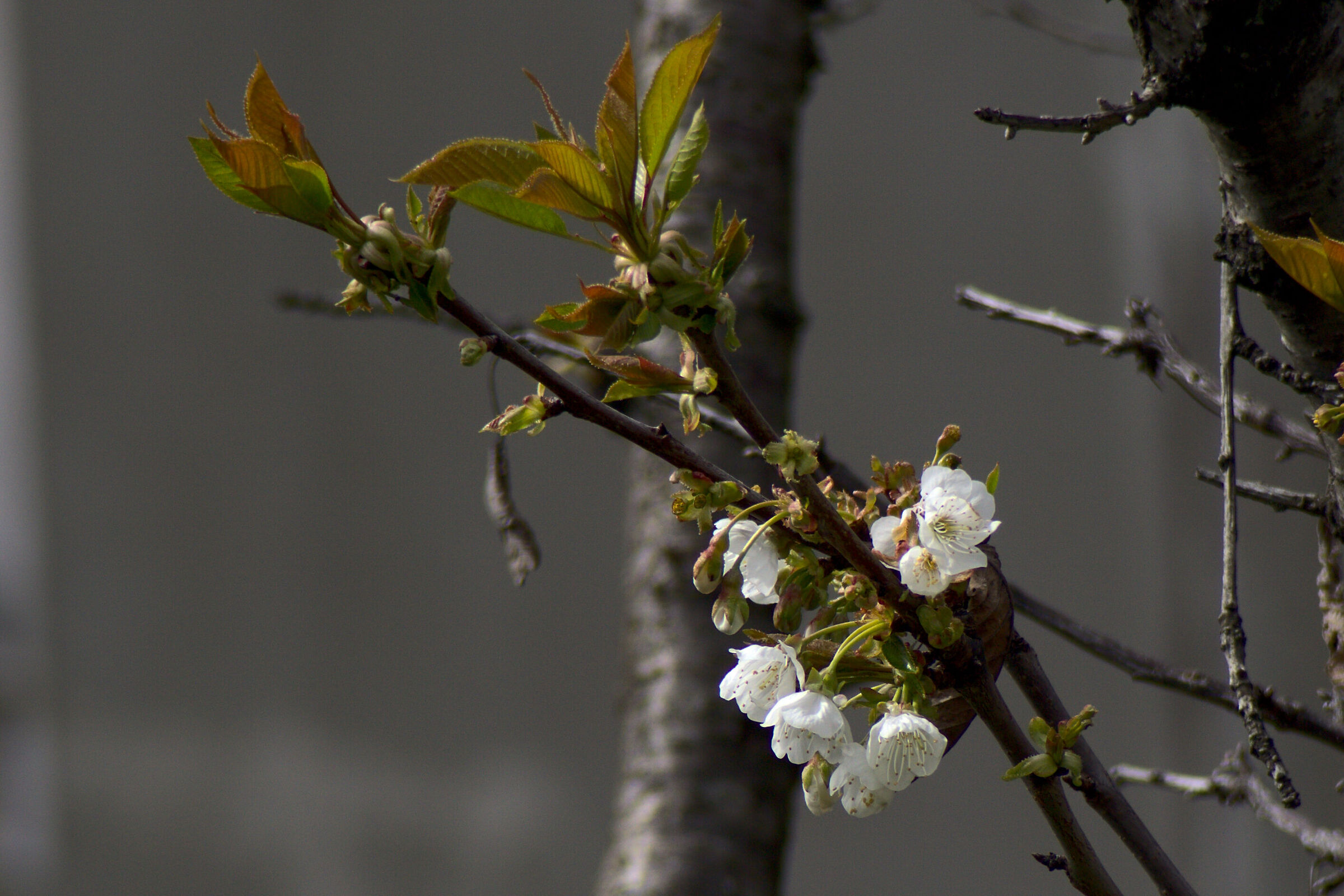 Prugno flowers