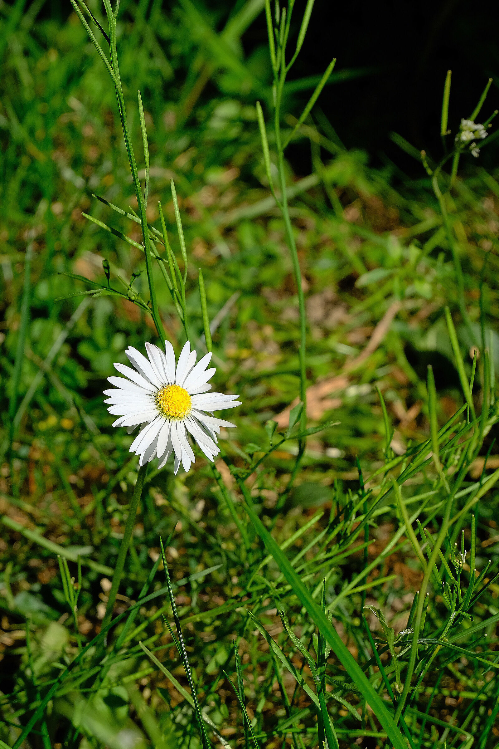 primavera .E4 con XC 15-45