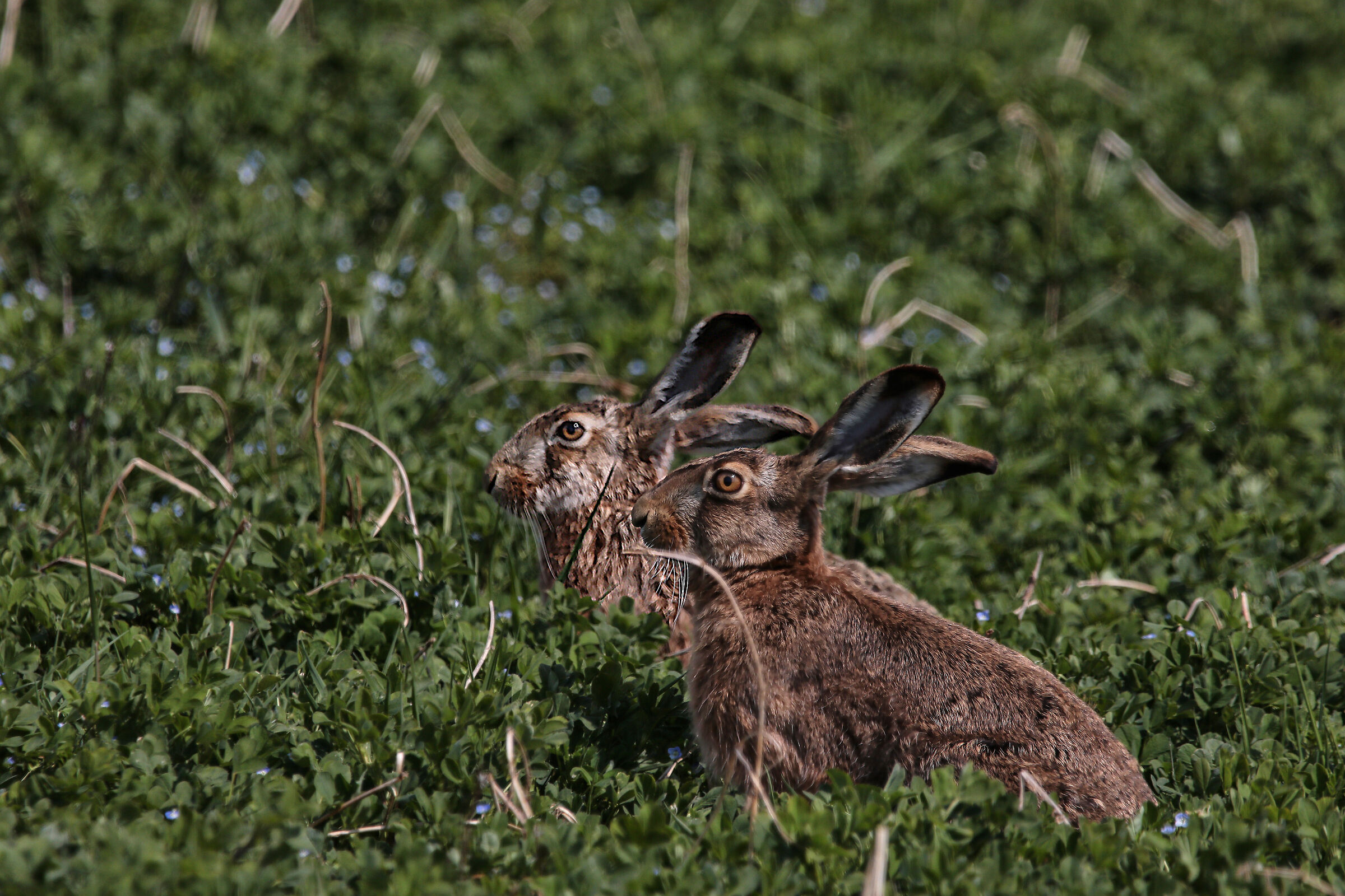 Hares